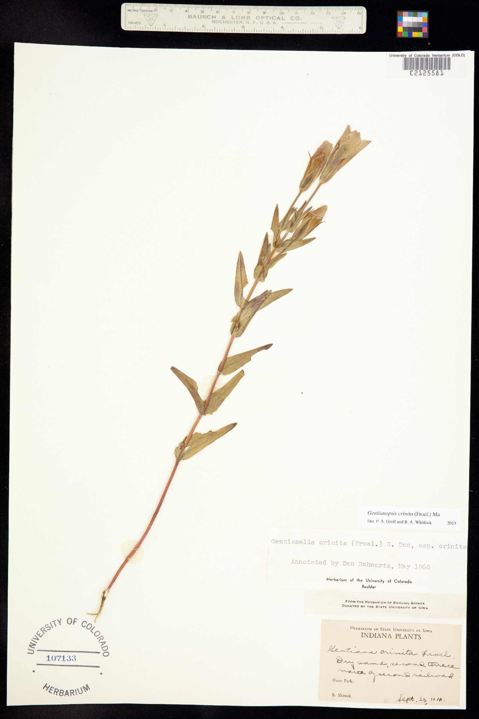 Gentianopsis crinita image