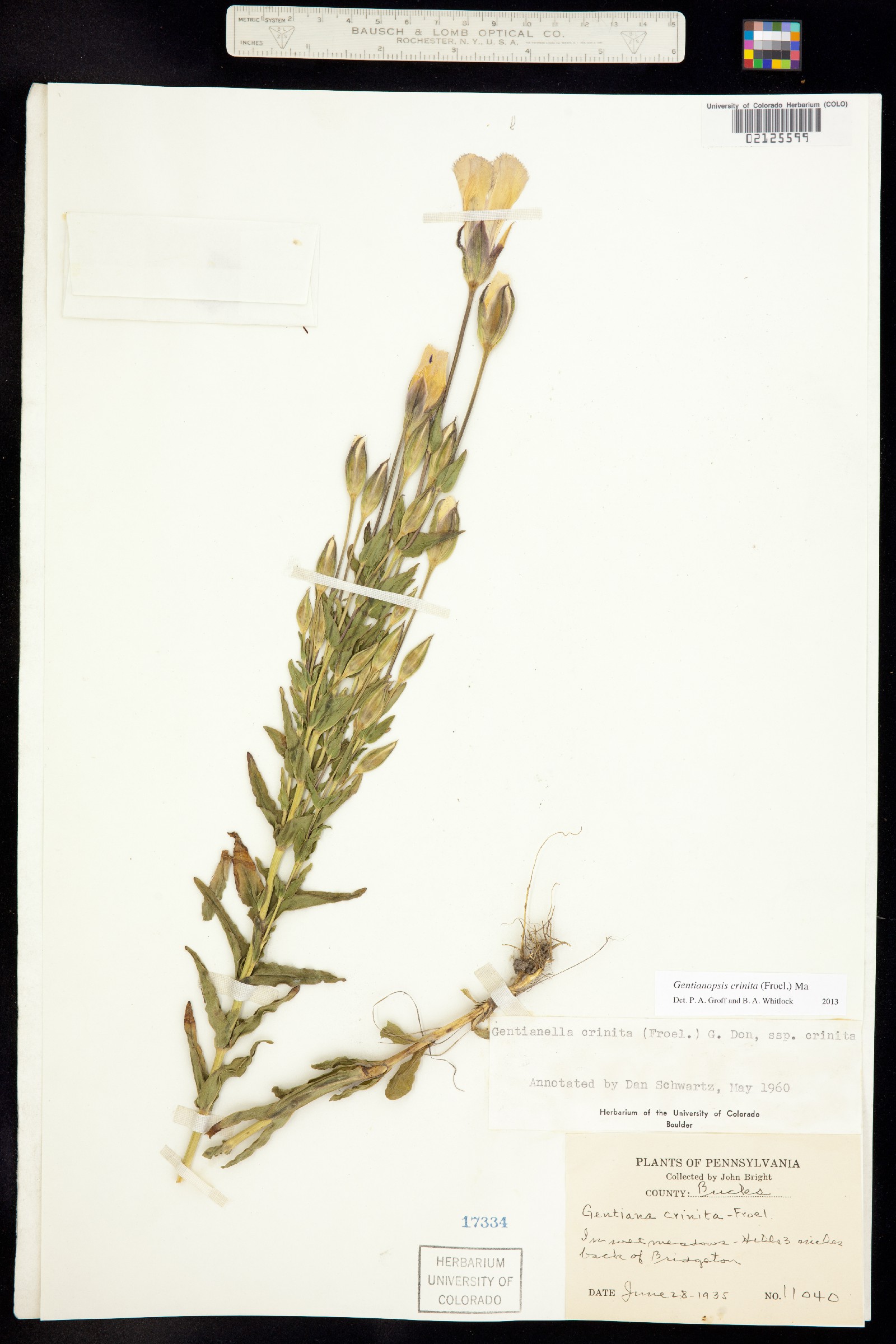 Gentianopsis crinita image