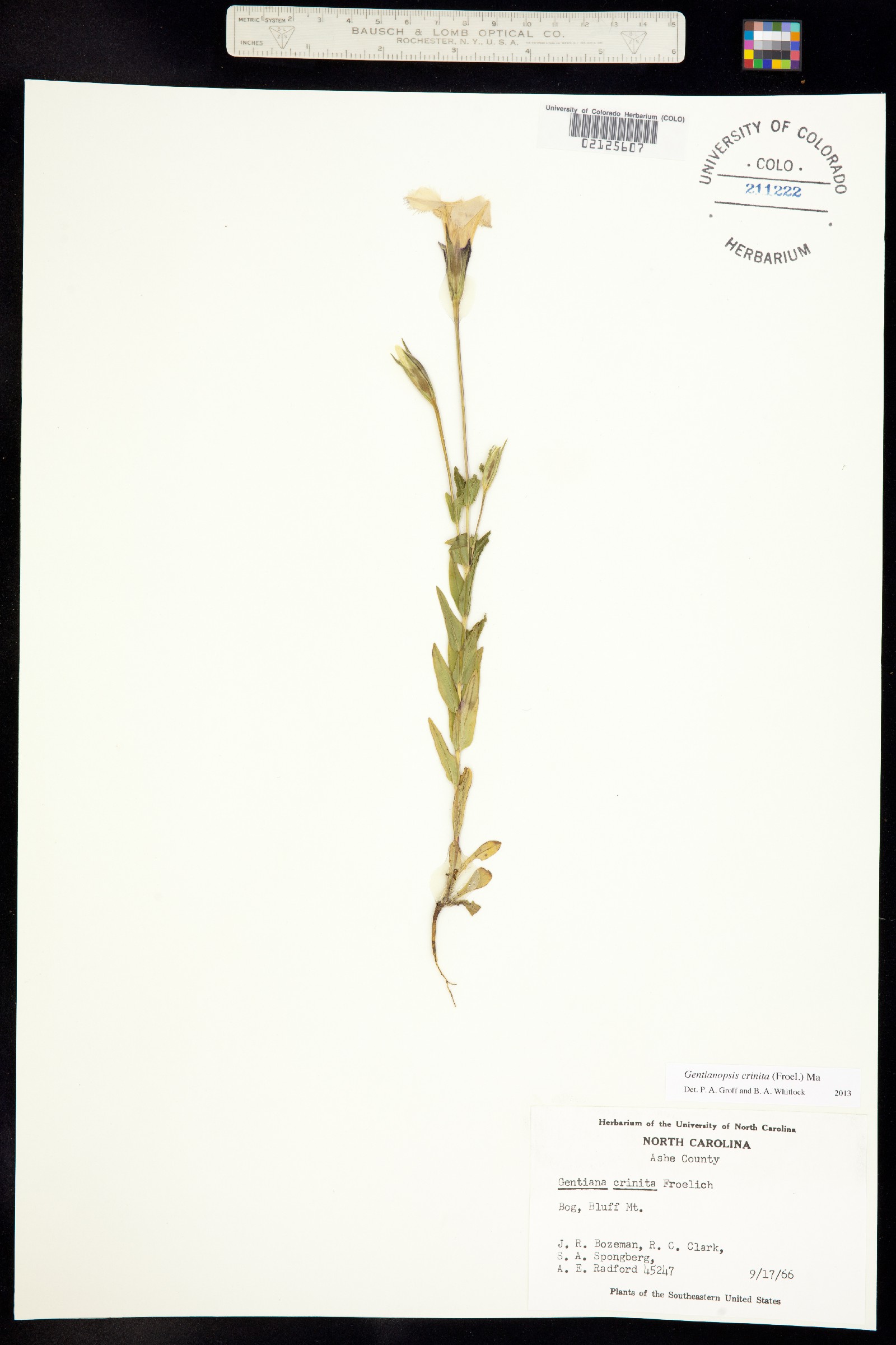 Gentianopsis crinita image