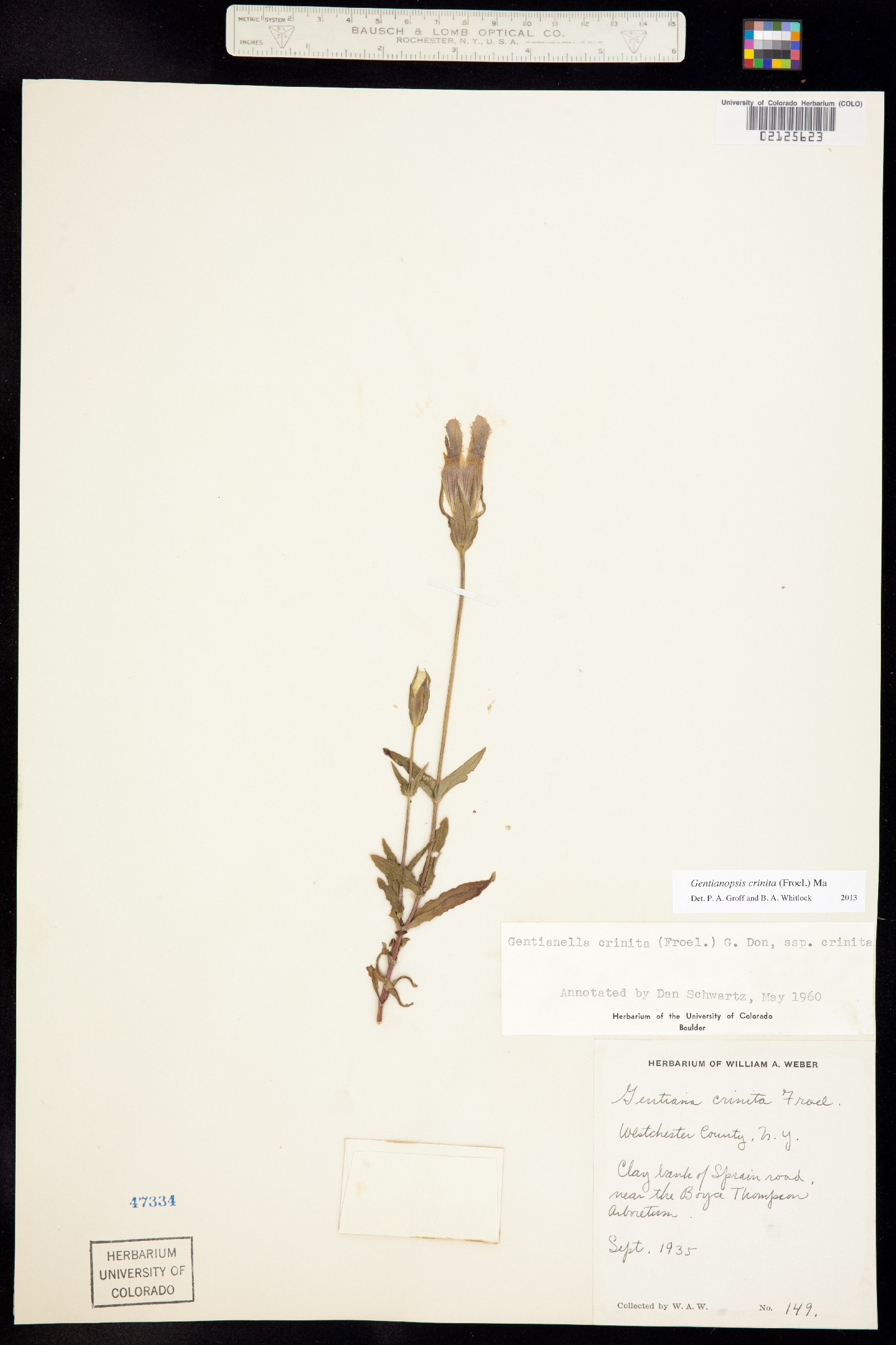 Gentianopsis crinita image