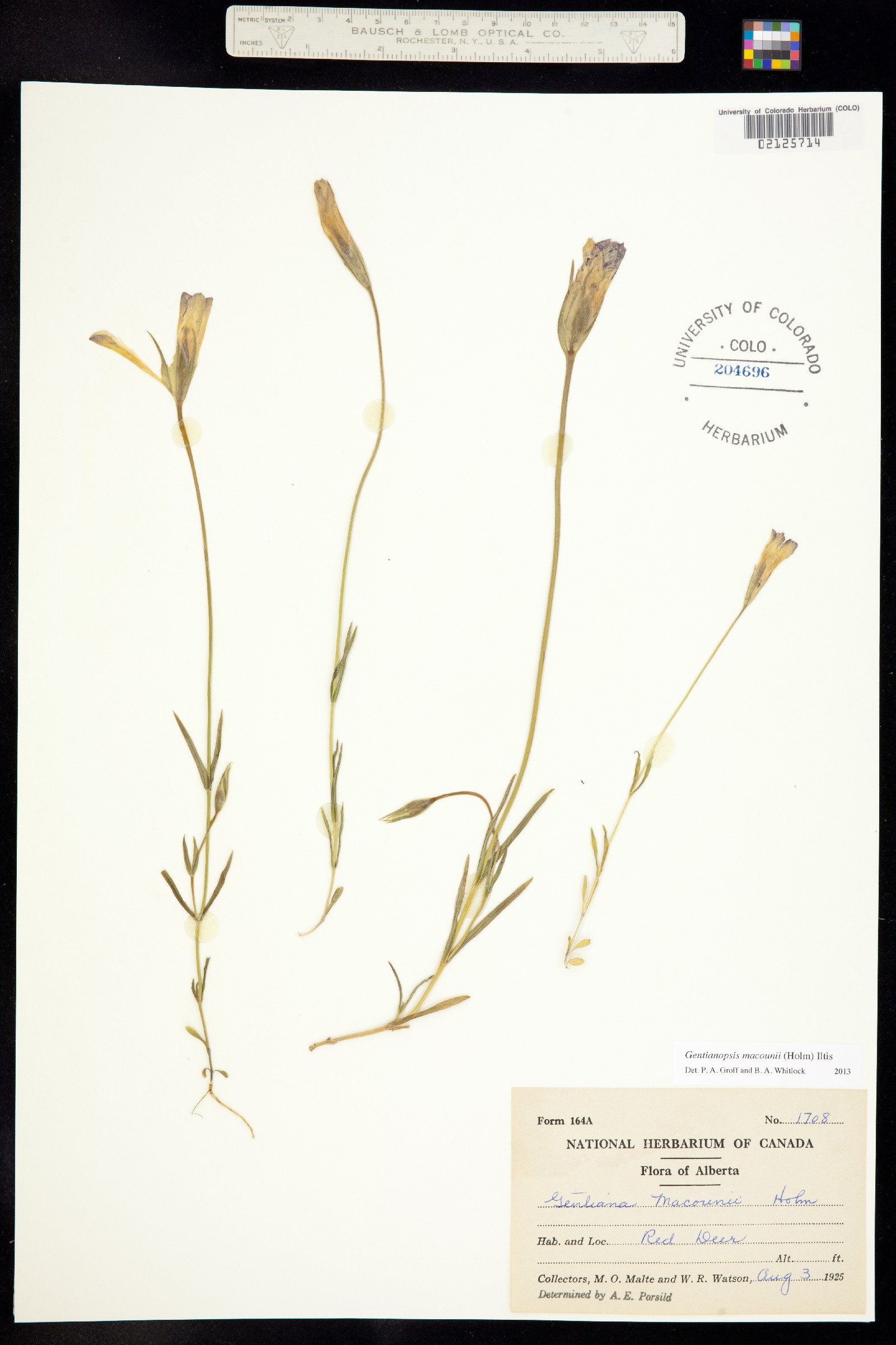Gentianopsis virgata ssp. macounii image