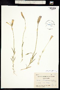 Image of Gentianopsis macounii