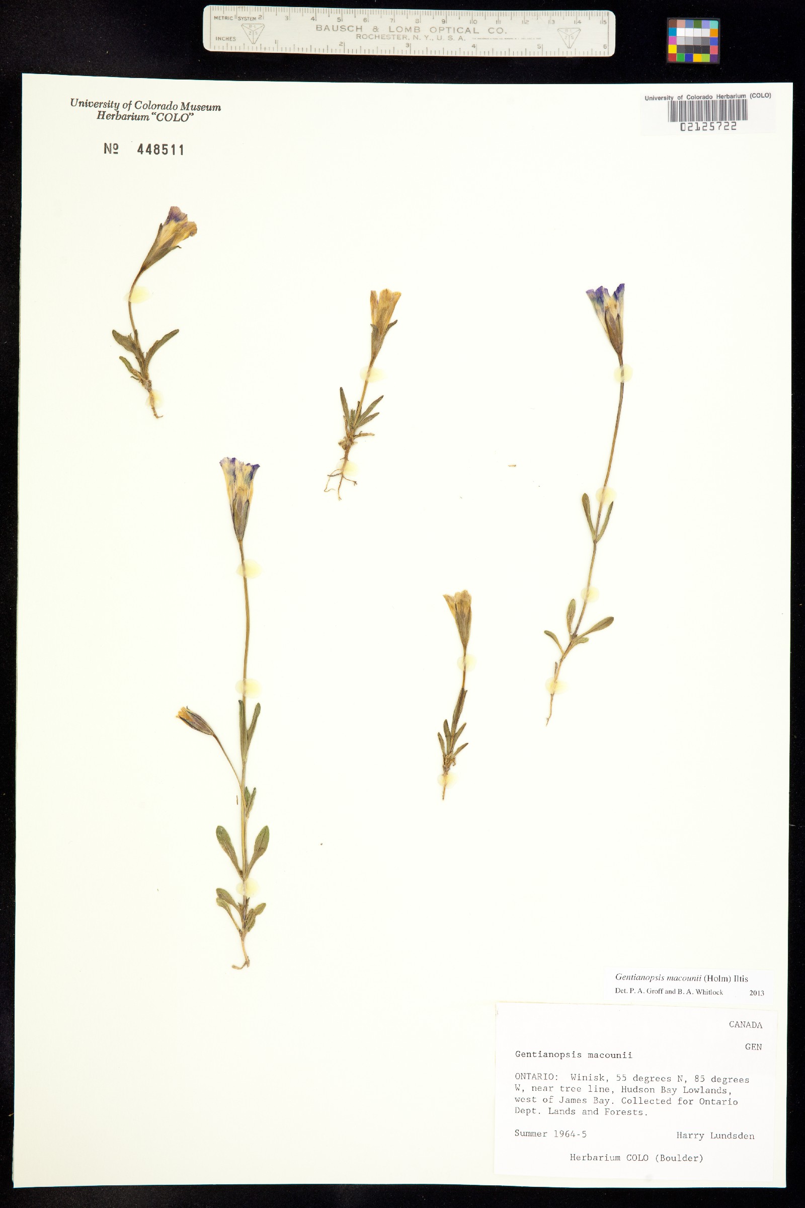 Gentianopsis virgata ssp. macounii image