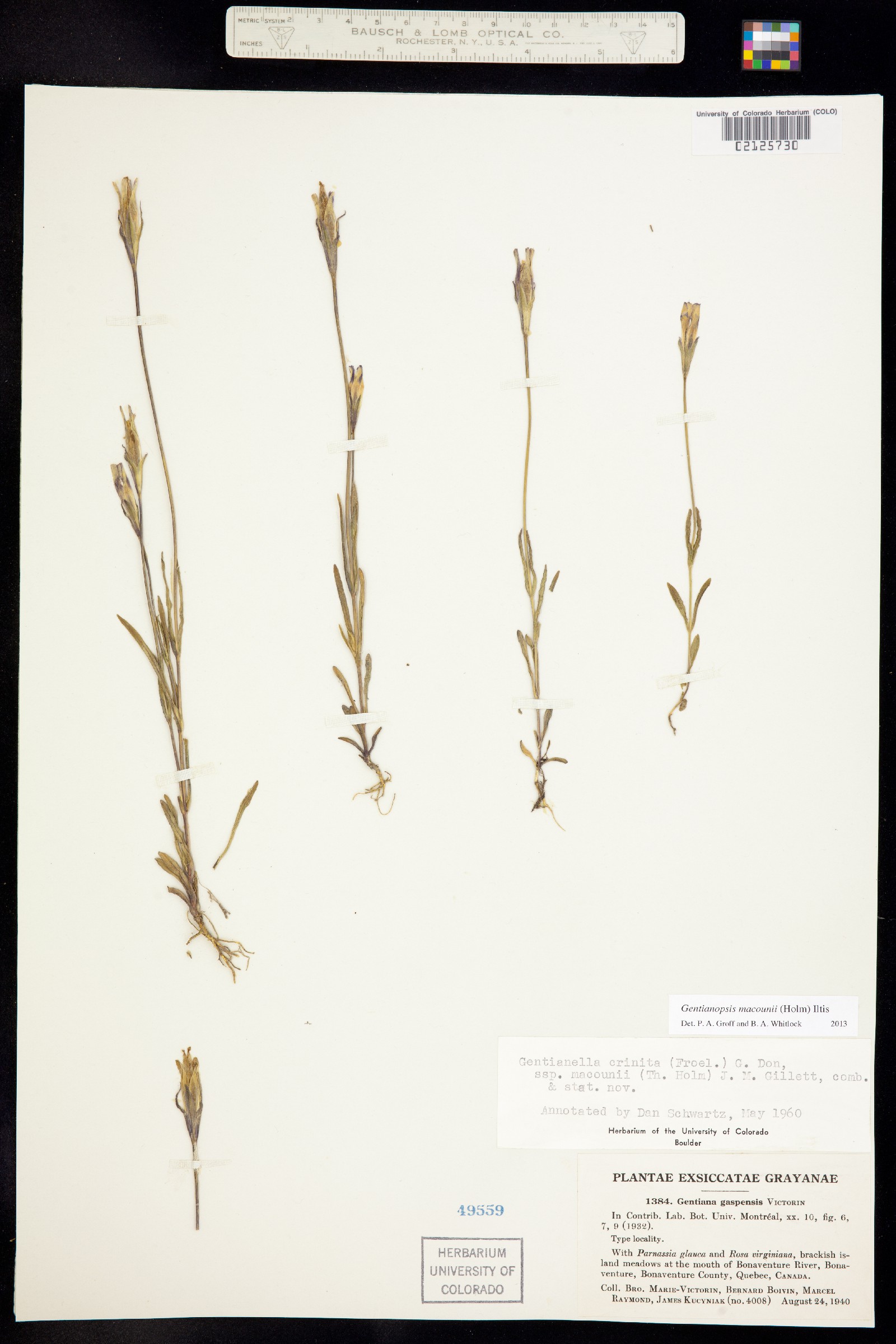 Gentianopsis virgata ssp. macounii image