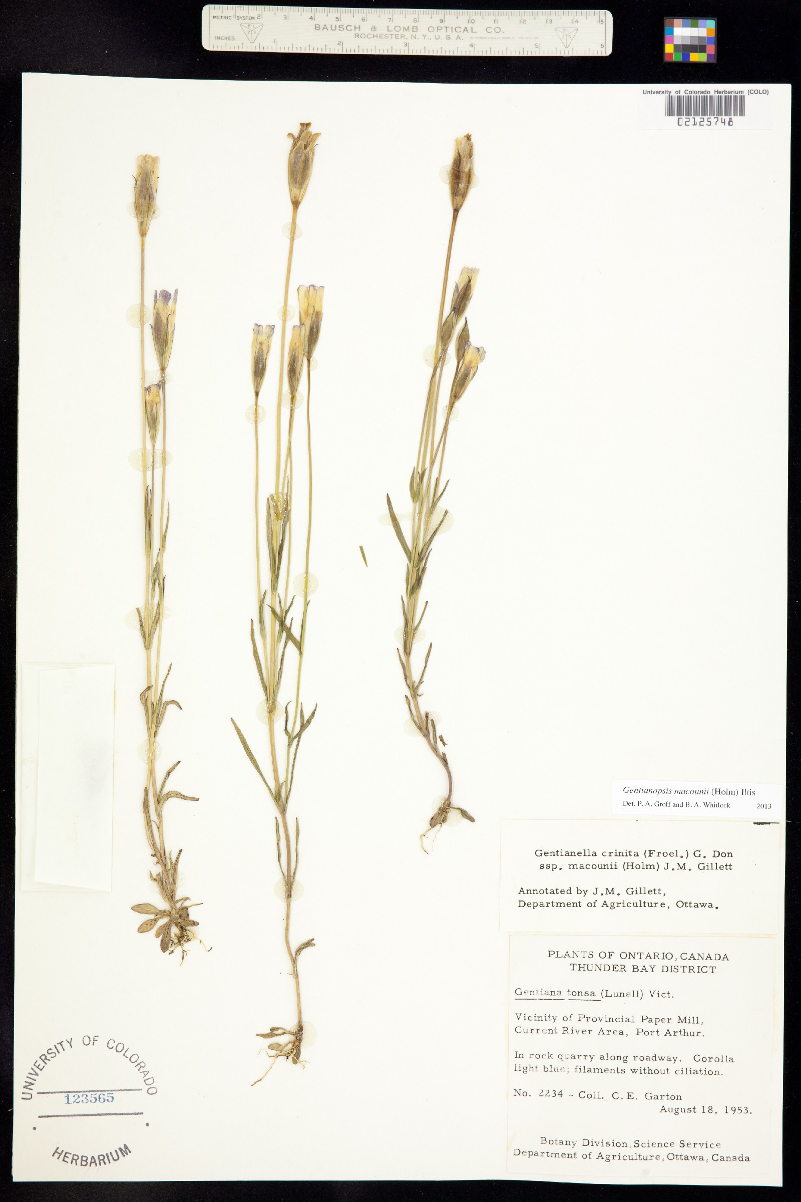 Gentianopsis image