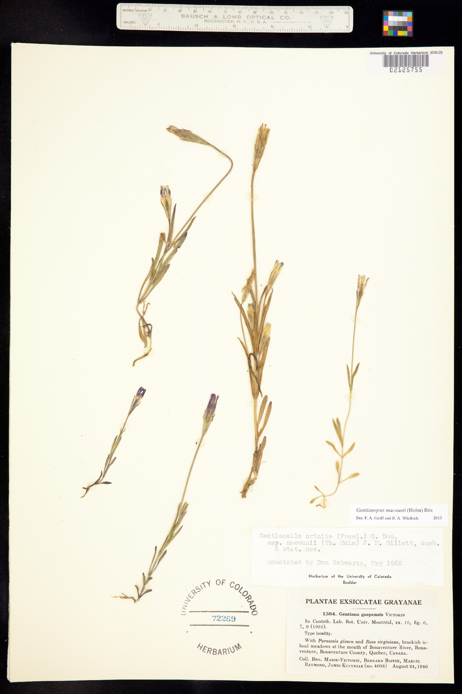Gentianopsis virgata ssp. macounii image