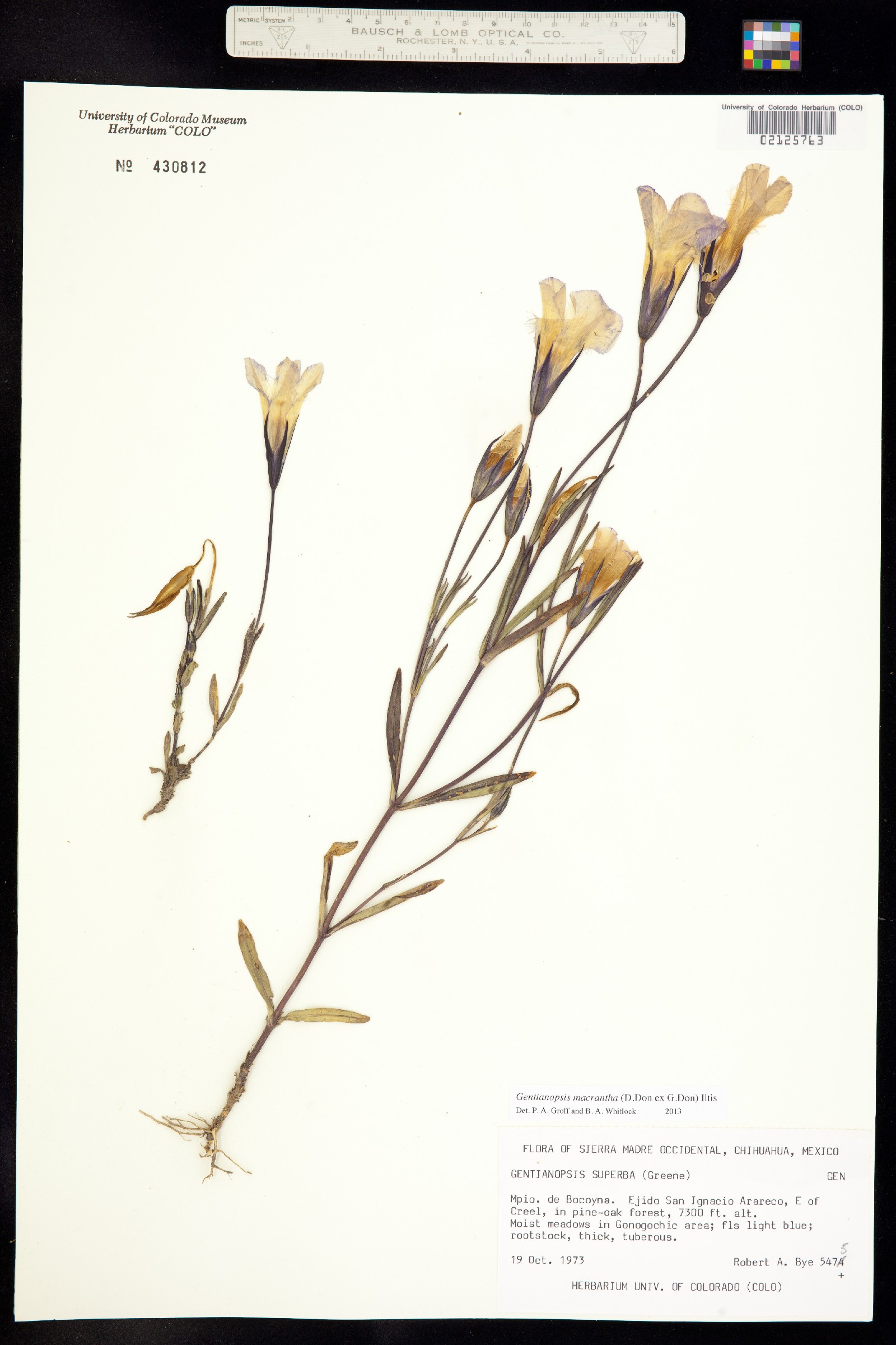 Gentianopsis macrantha image