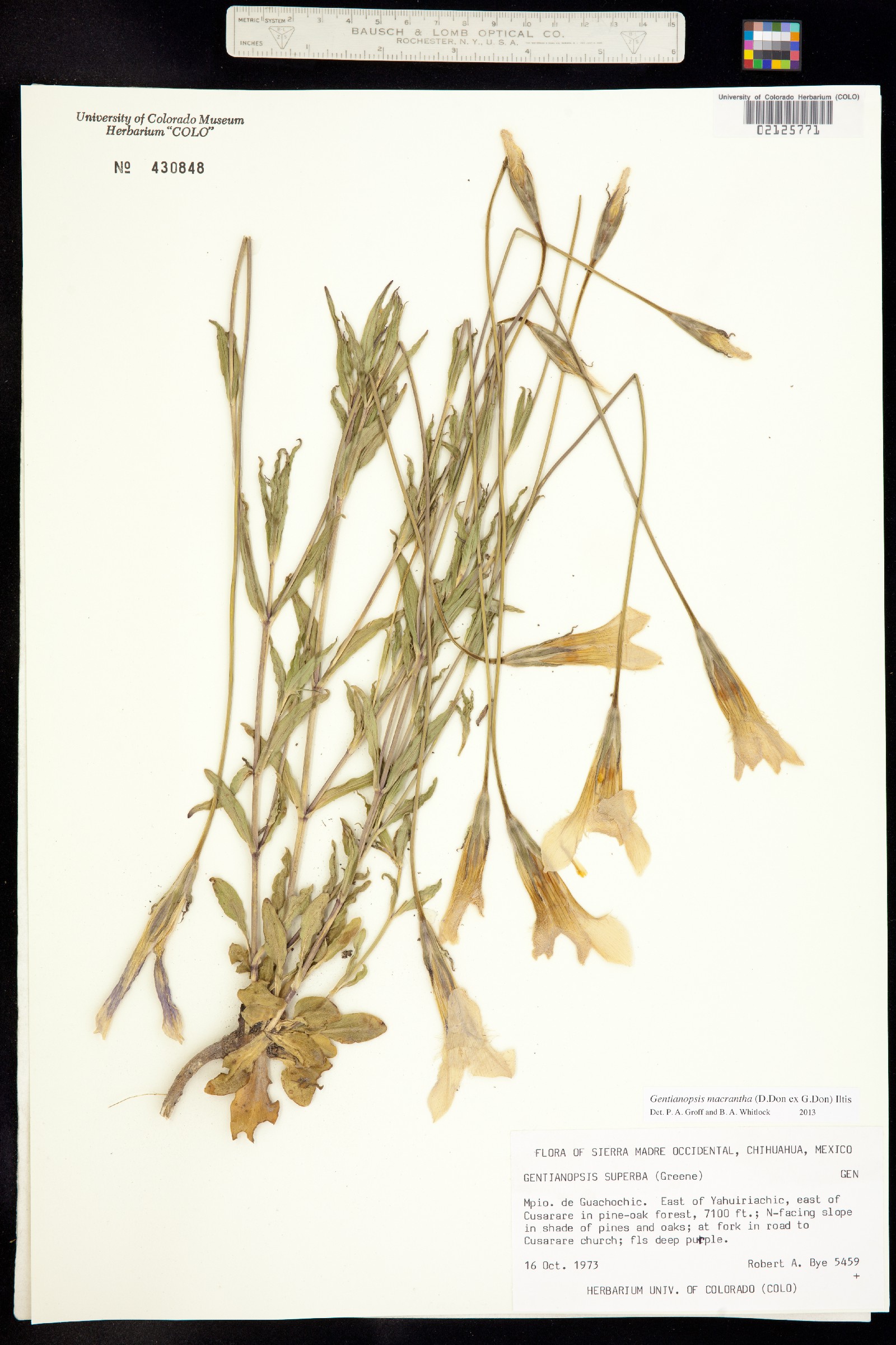 Gentianopsis macrantha image