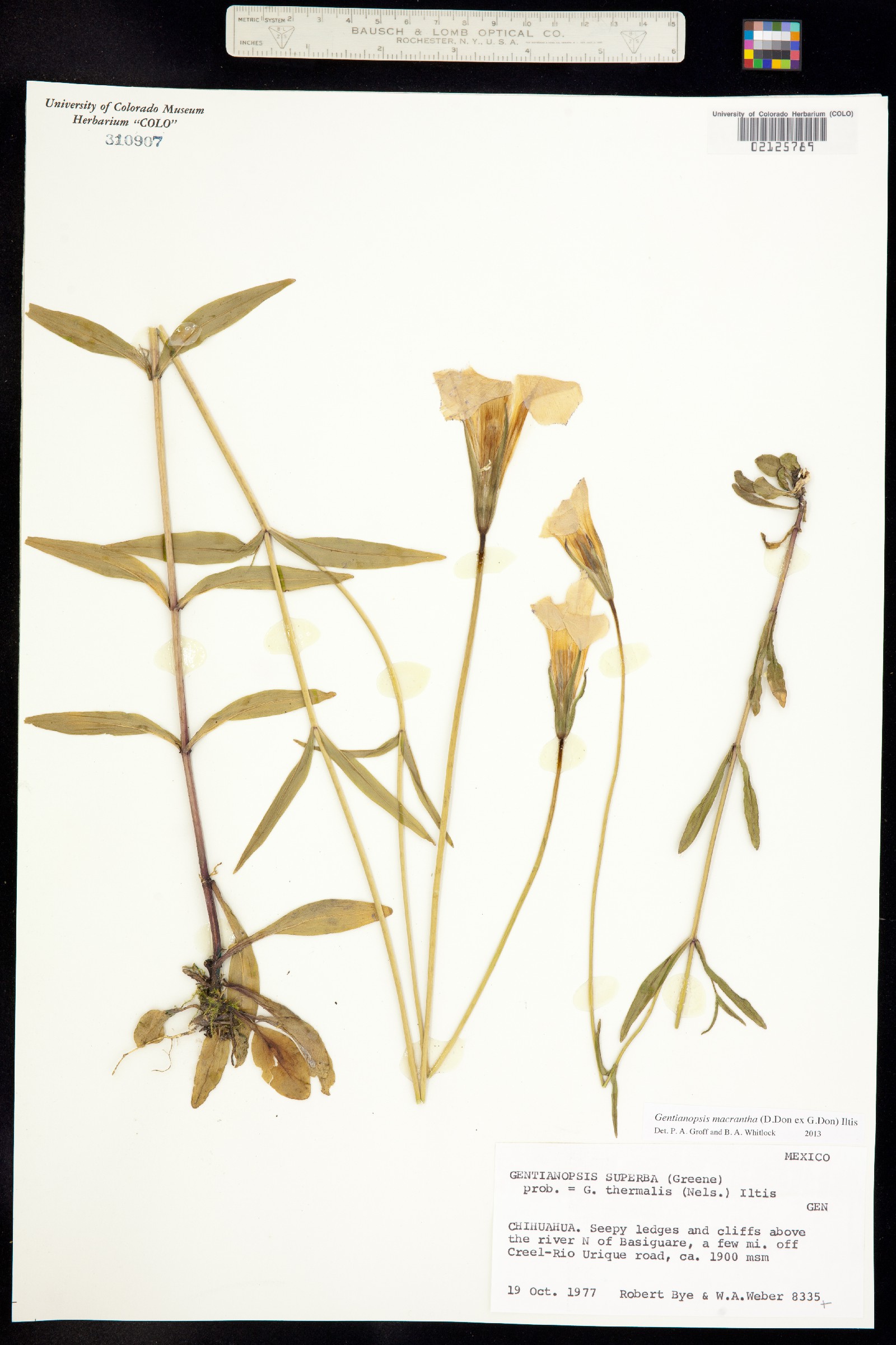 Gentianopsis macrantha image