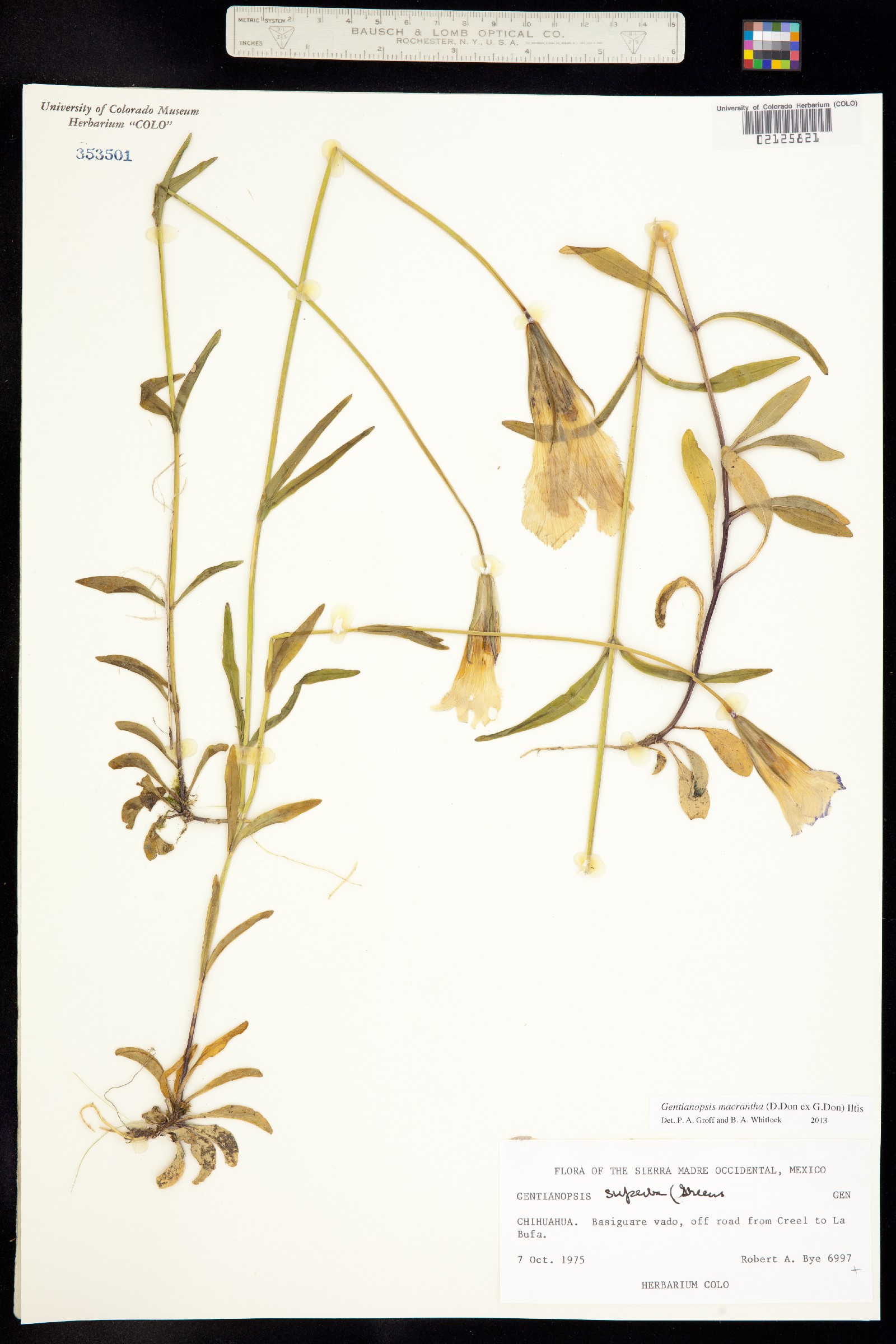 Gentianopsis macrantha image