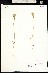 Gentianopsis macrantha image