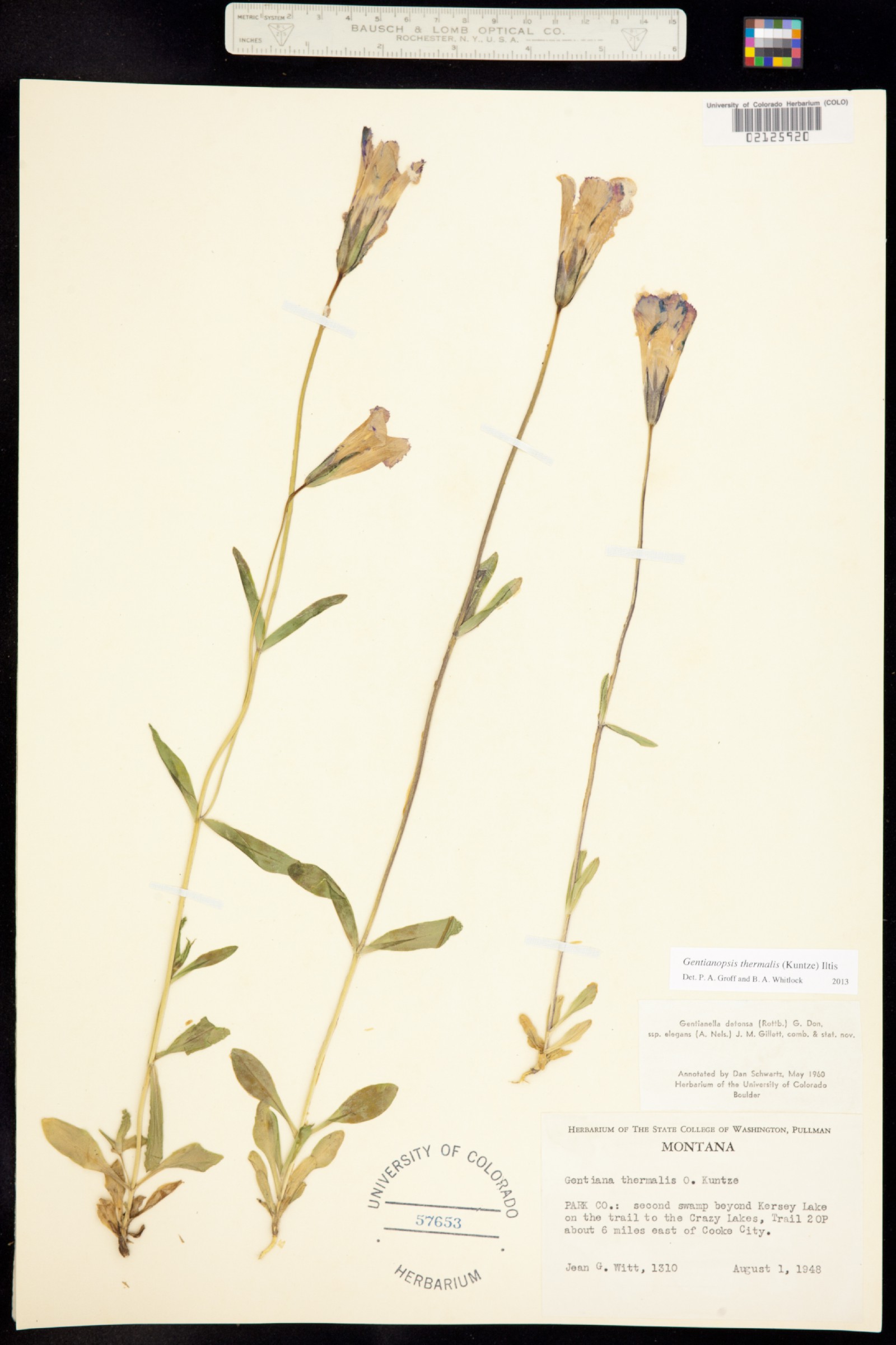 Gentianopsis thermalis image