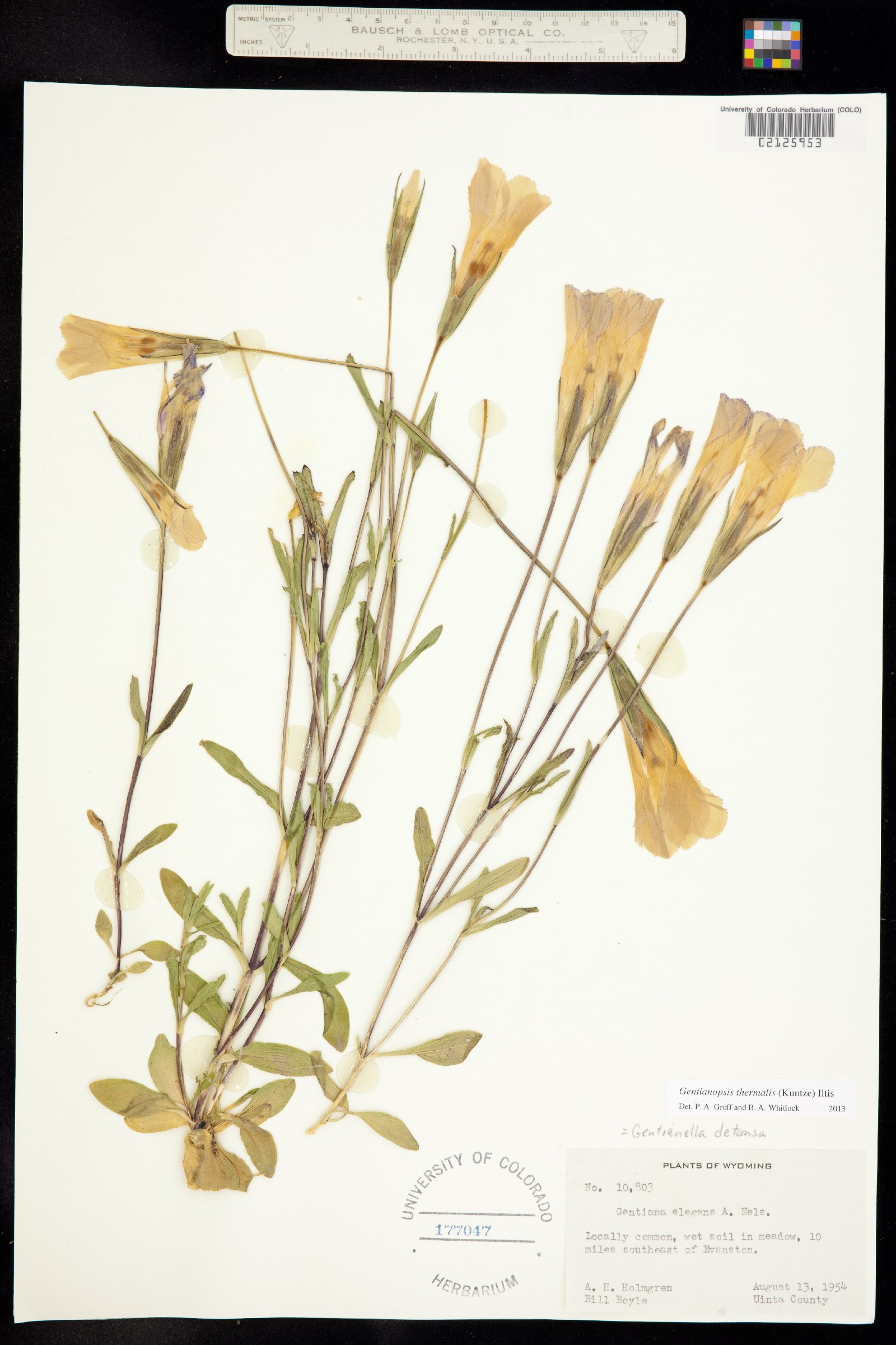 Gentianopsis image