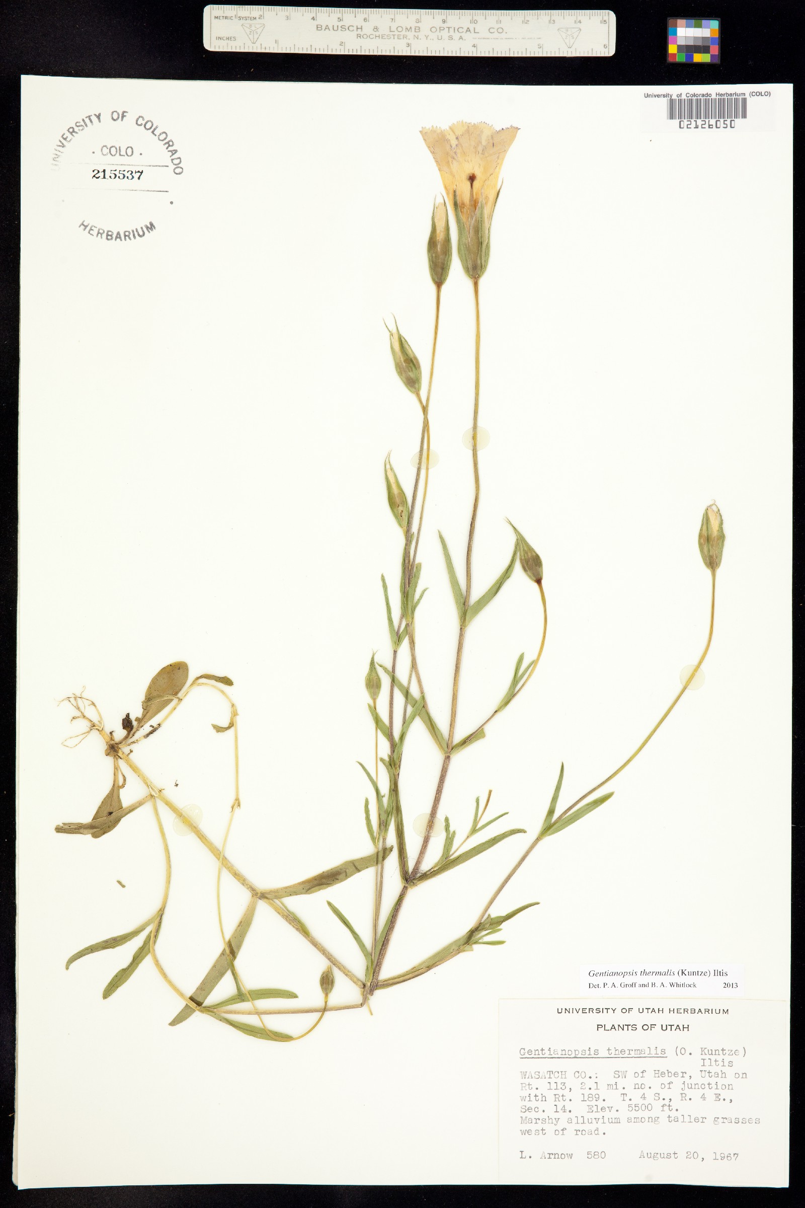 Gentianopsis thermalis image