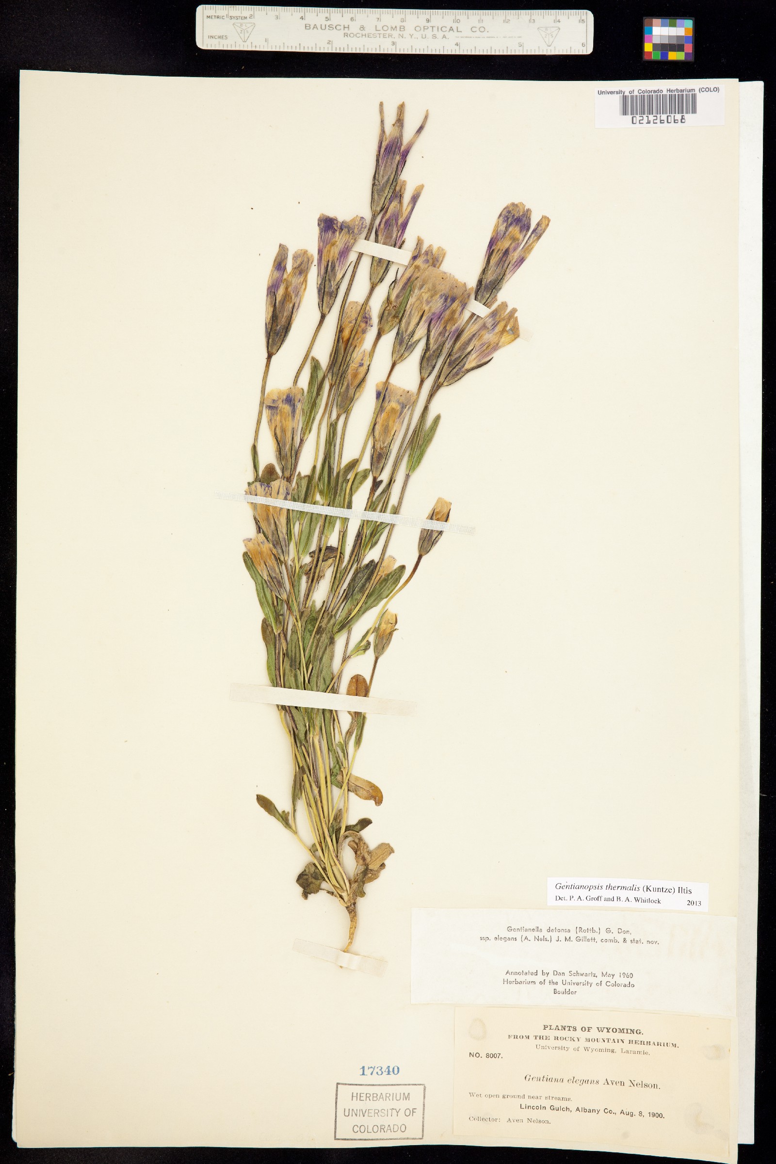 Gentianopsis thermalis image