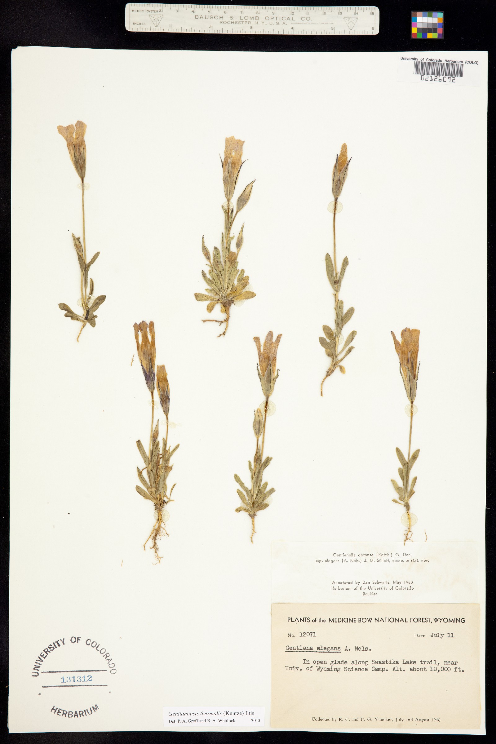 Gentianopsis thermalis image