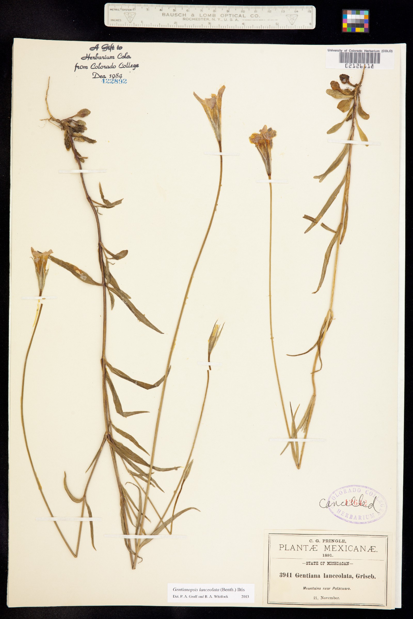 Gentianopsis lanceolata image