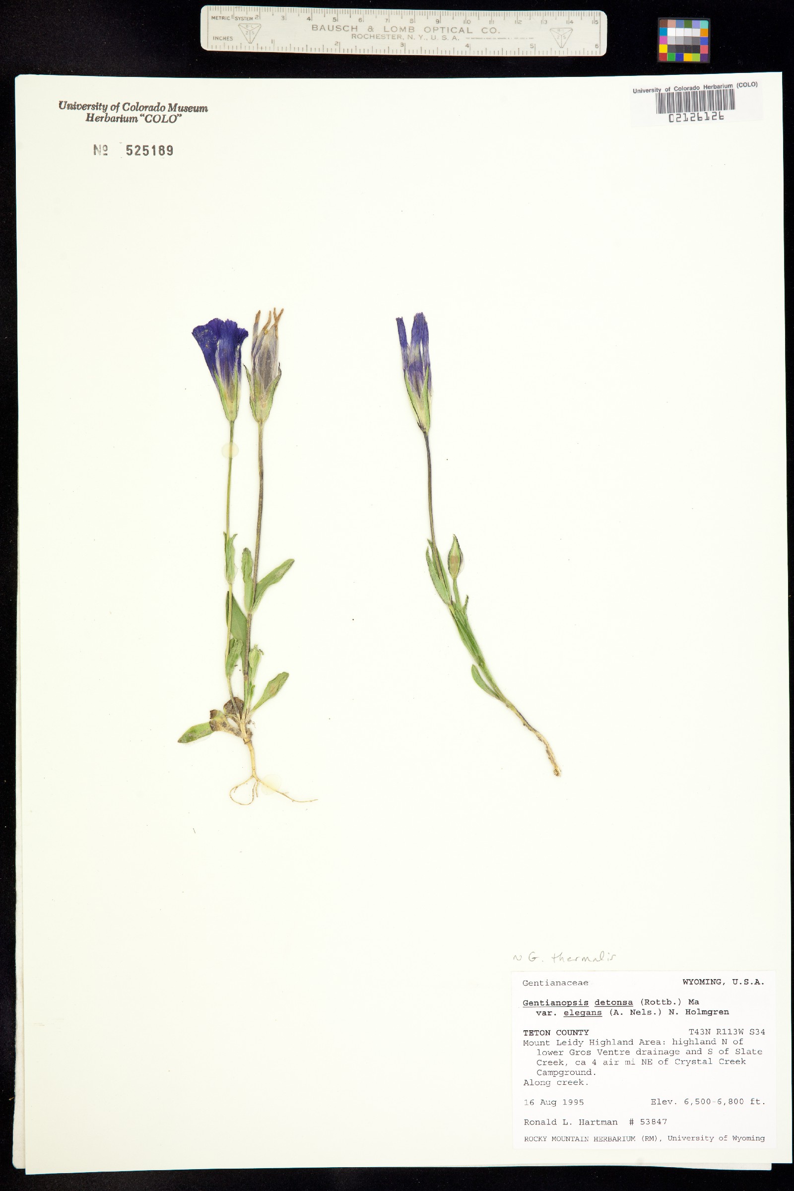 Gentianopsis thermalis image