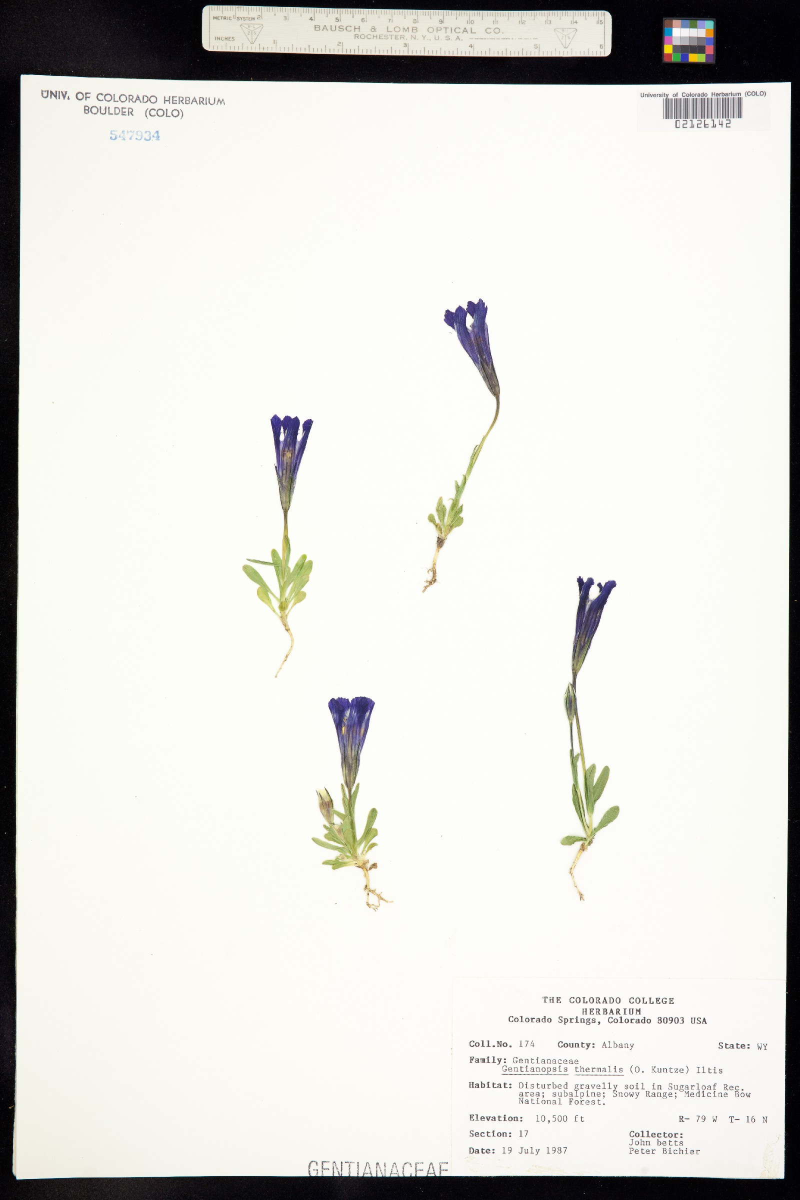 Gentianopsis thermalis image