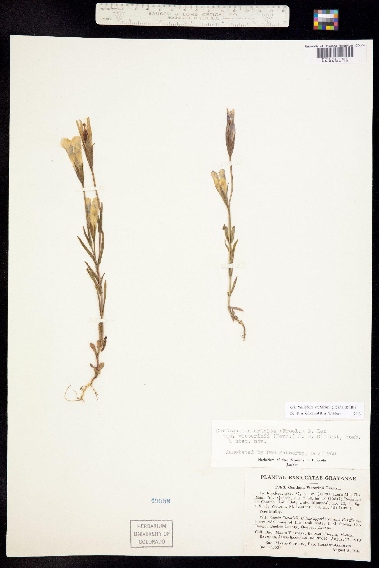 Gentianopsis virgata subsp. victorinii image