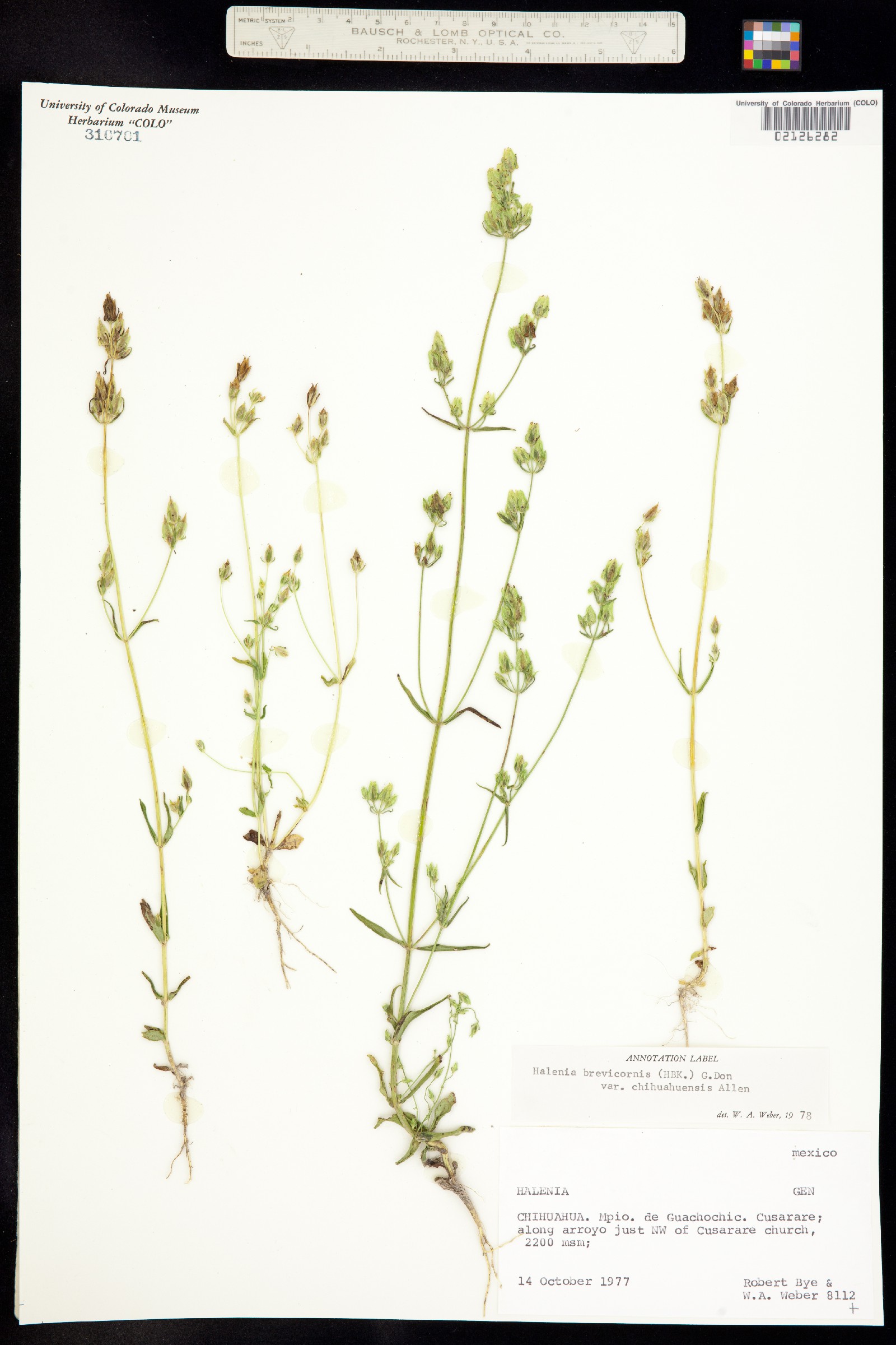 Halenia brevicornis image