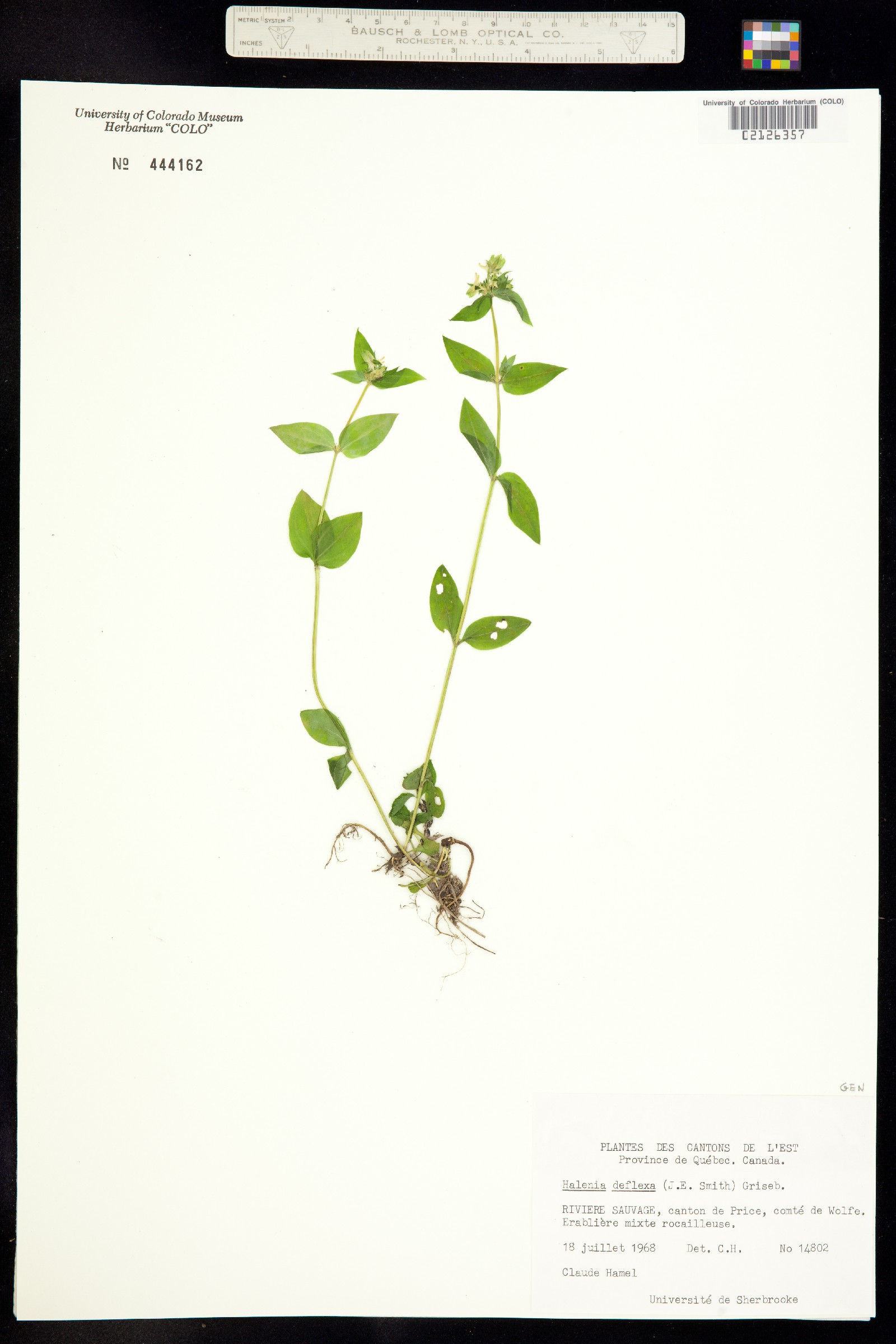 Halenia deflexa image