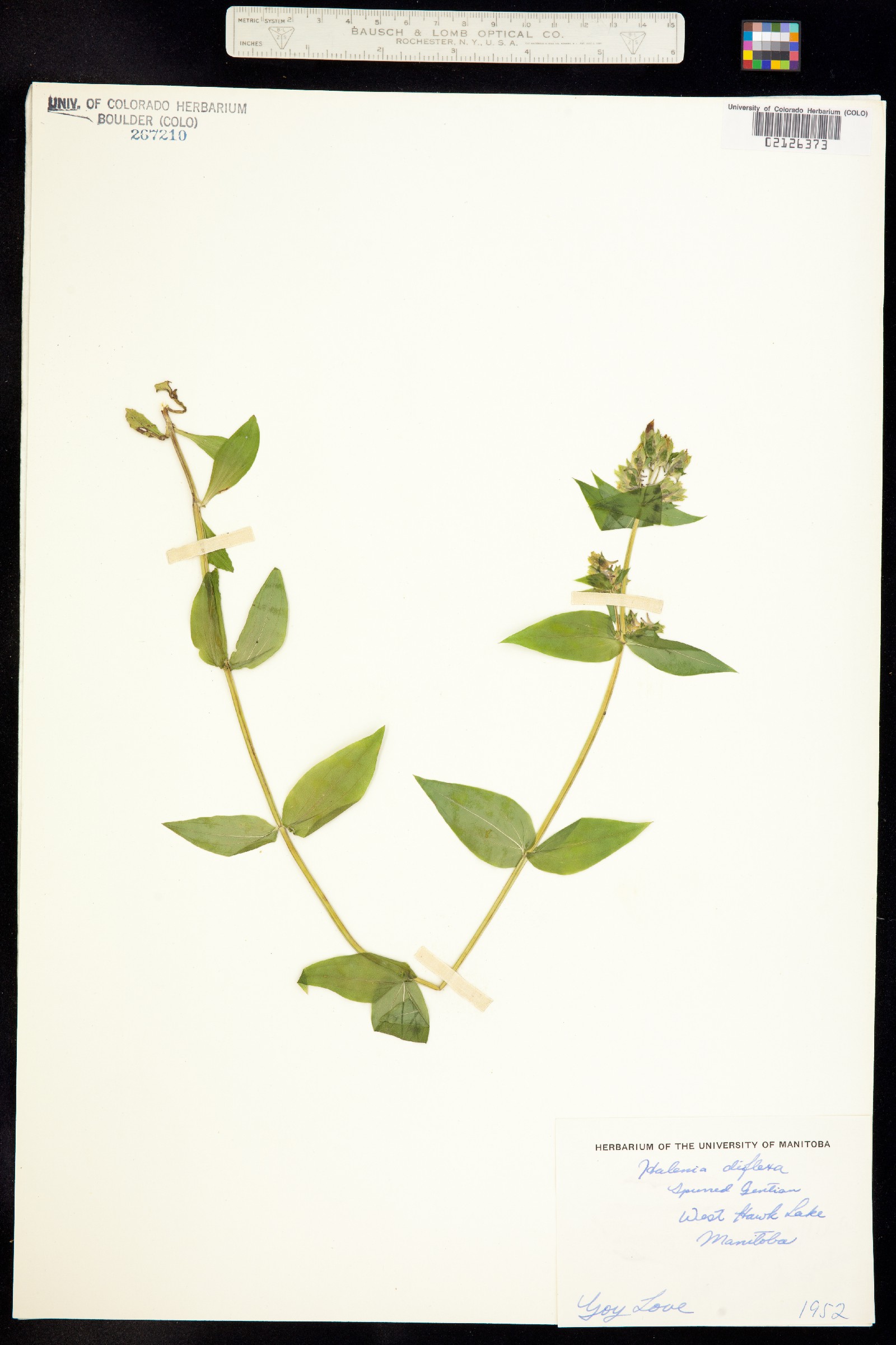 Halenia deflexa image