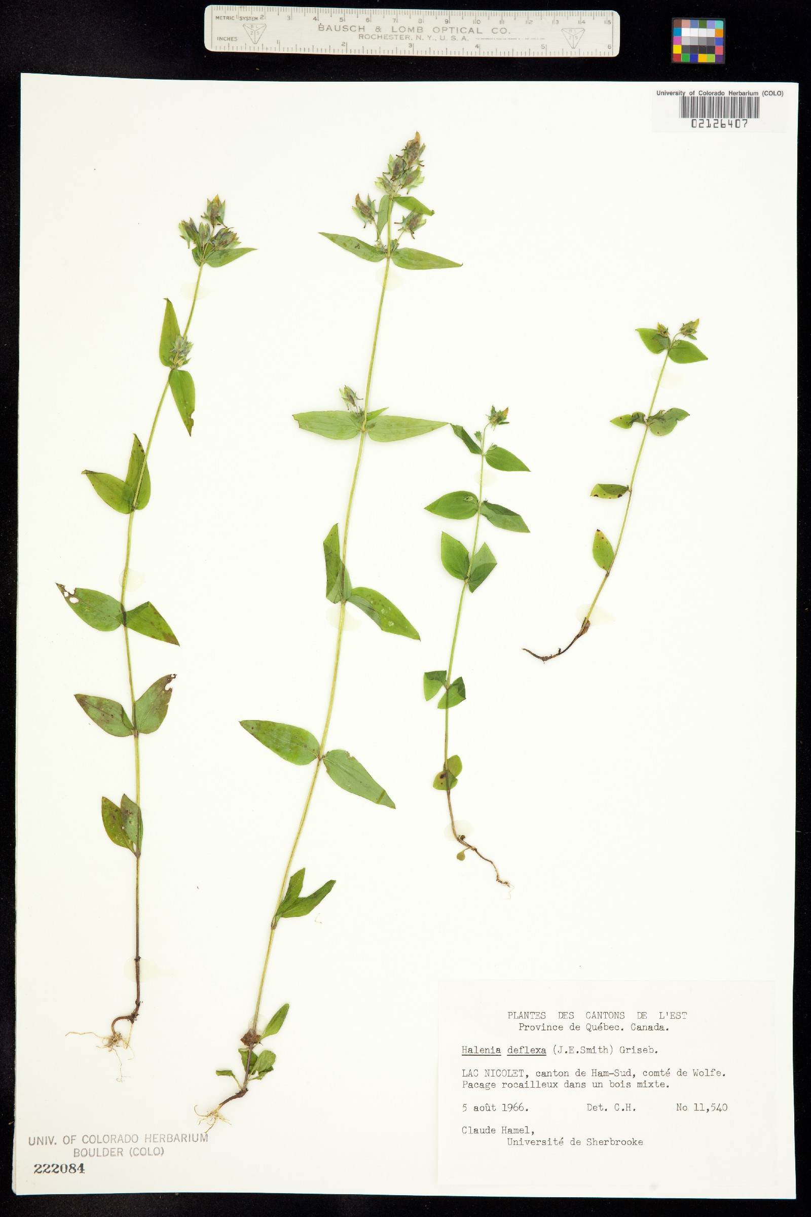 Halenia deflexa image