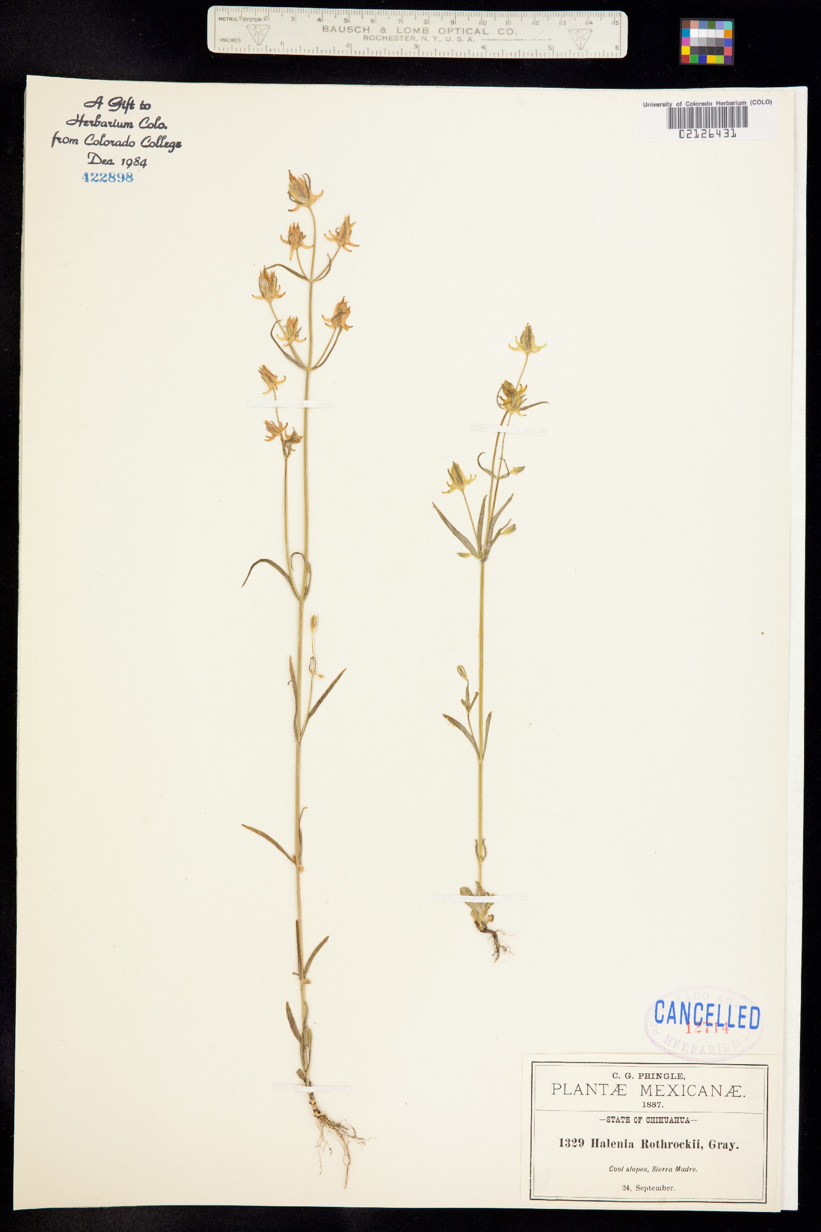 Halenia rothrockii image