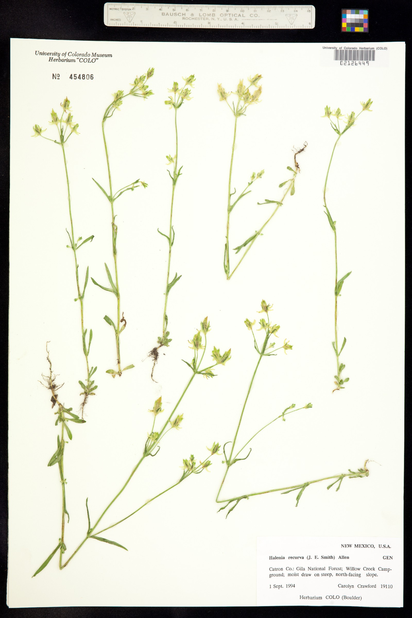 Halenia rothrockii image
