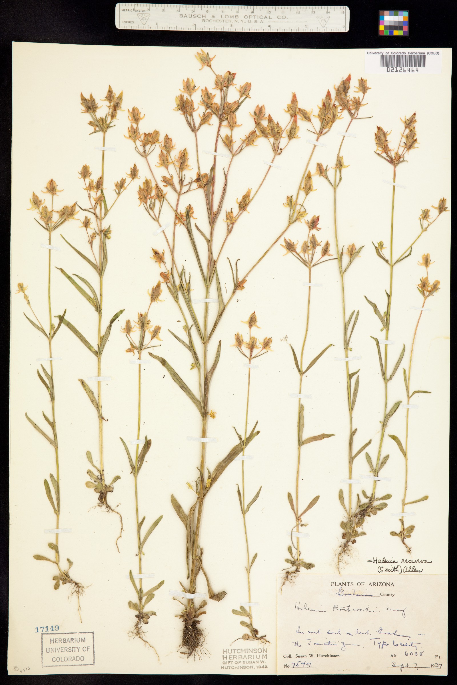 Halenia rothrockii image