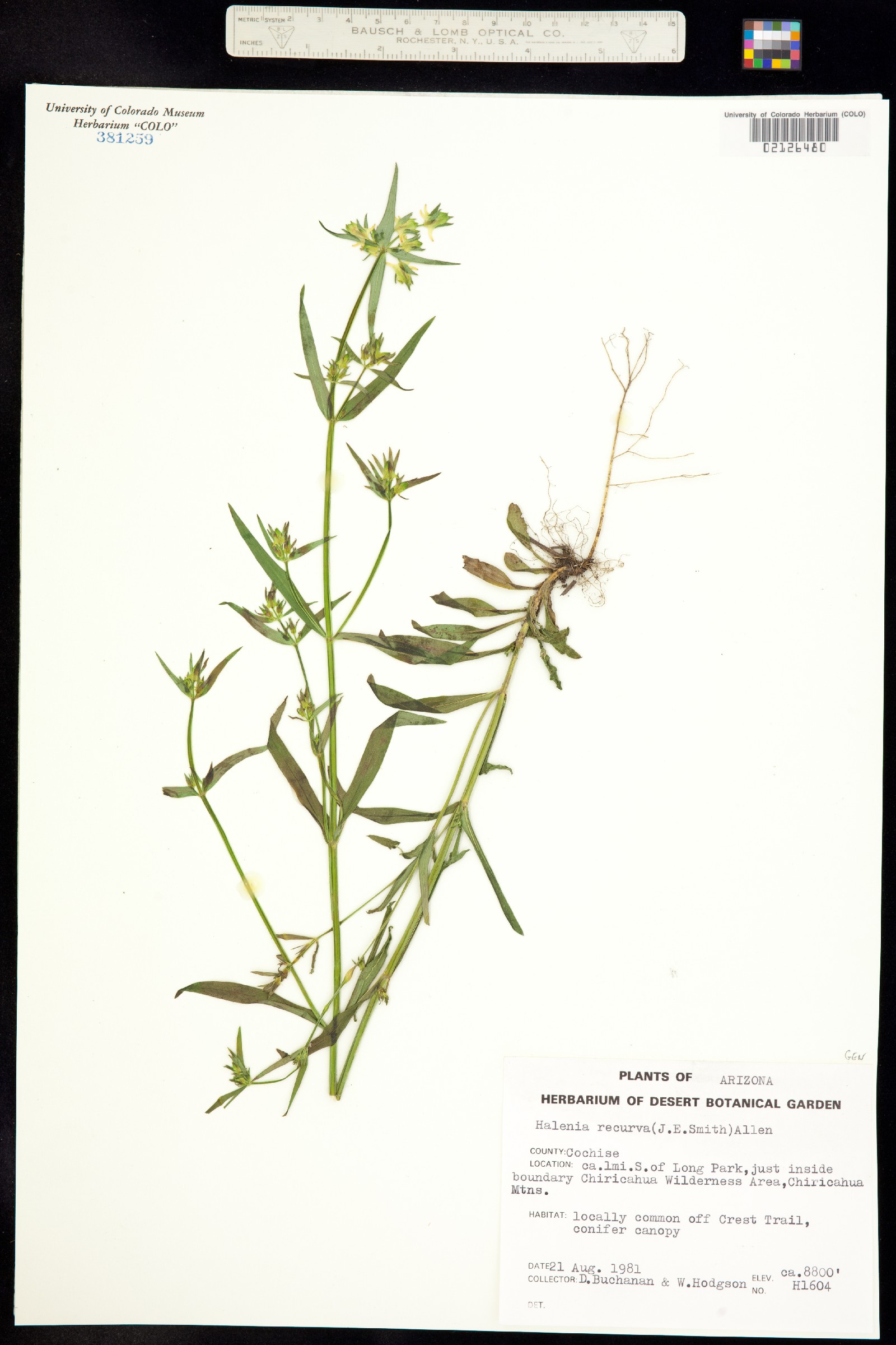 Halenia rothrockii image