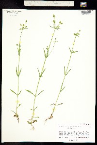 Halenia recurva image