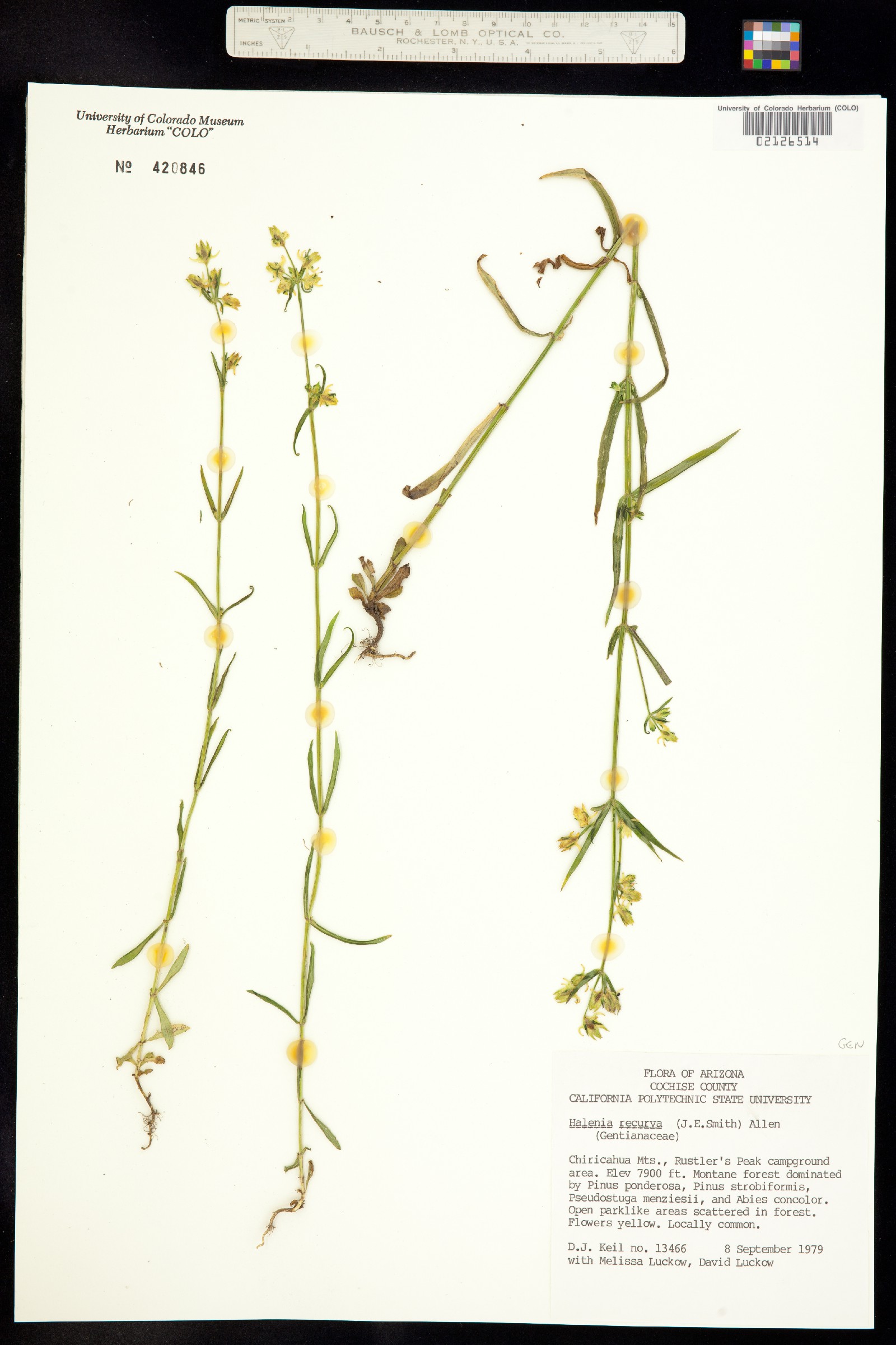 Halenia image