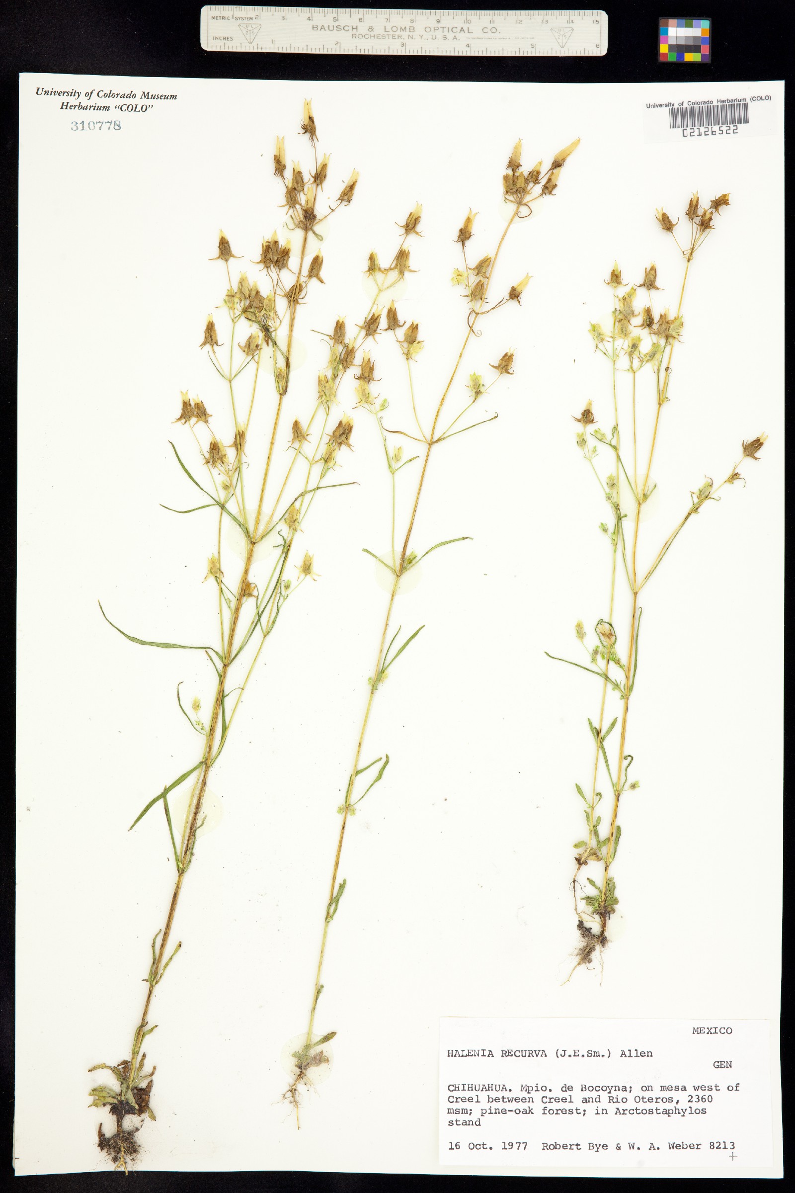 Halenia rothrockii image