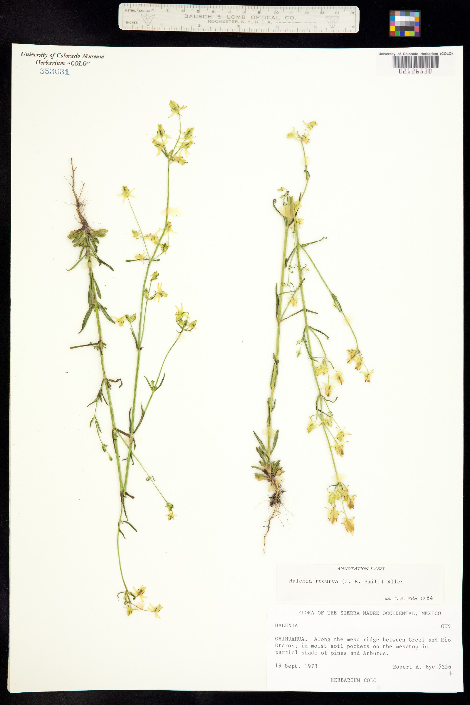 Halenia rothrockii image