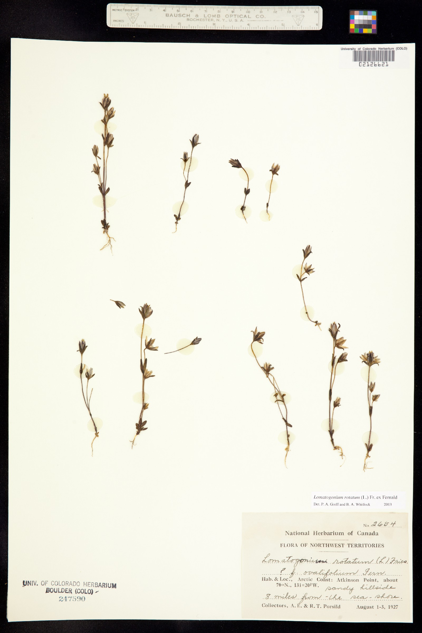Lomatogonium rotatum image