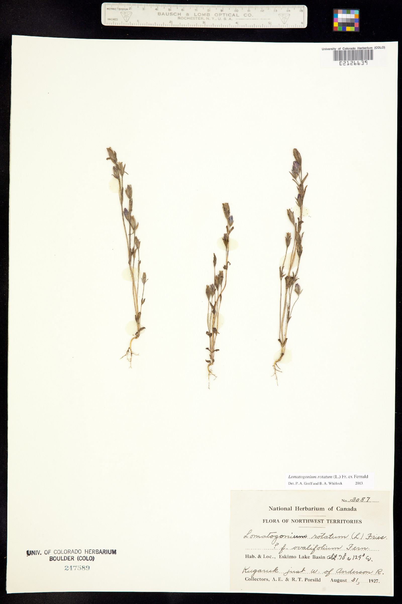 Lomatogonium rotatum image