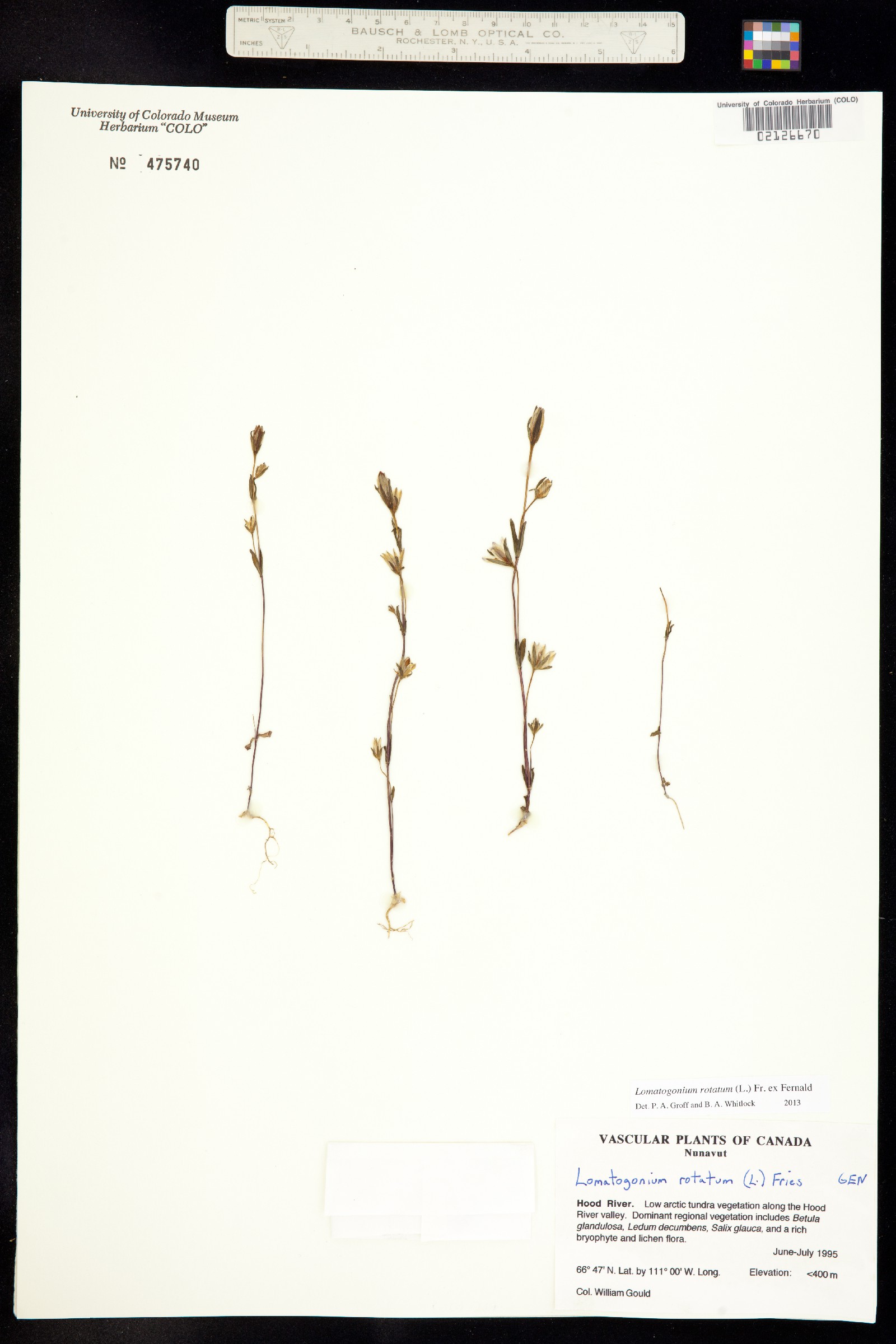 Lomatogonium image