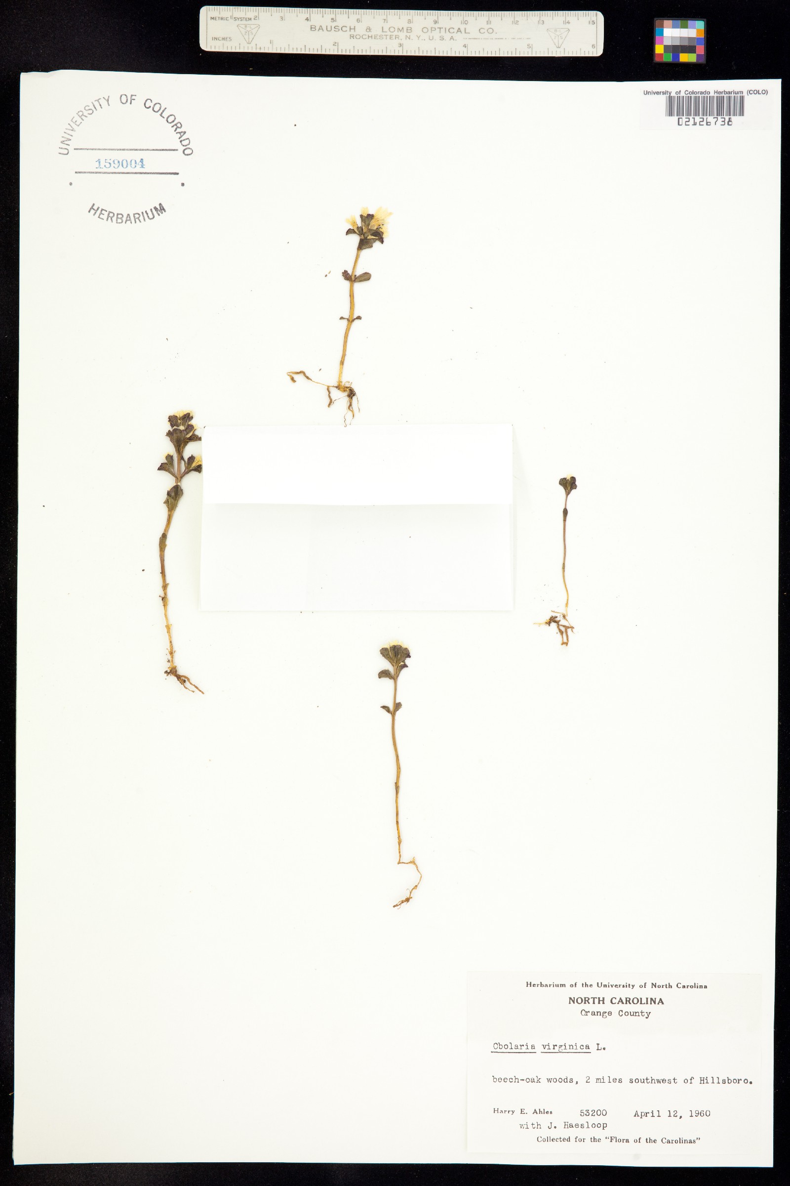 Obolaria virginica image