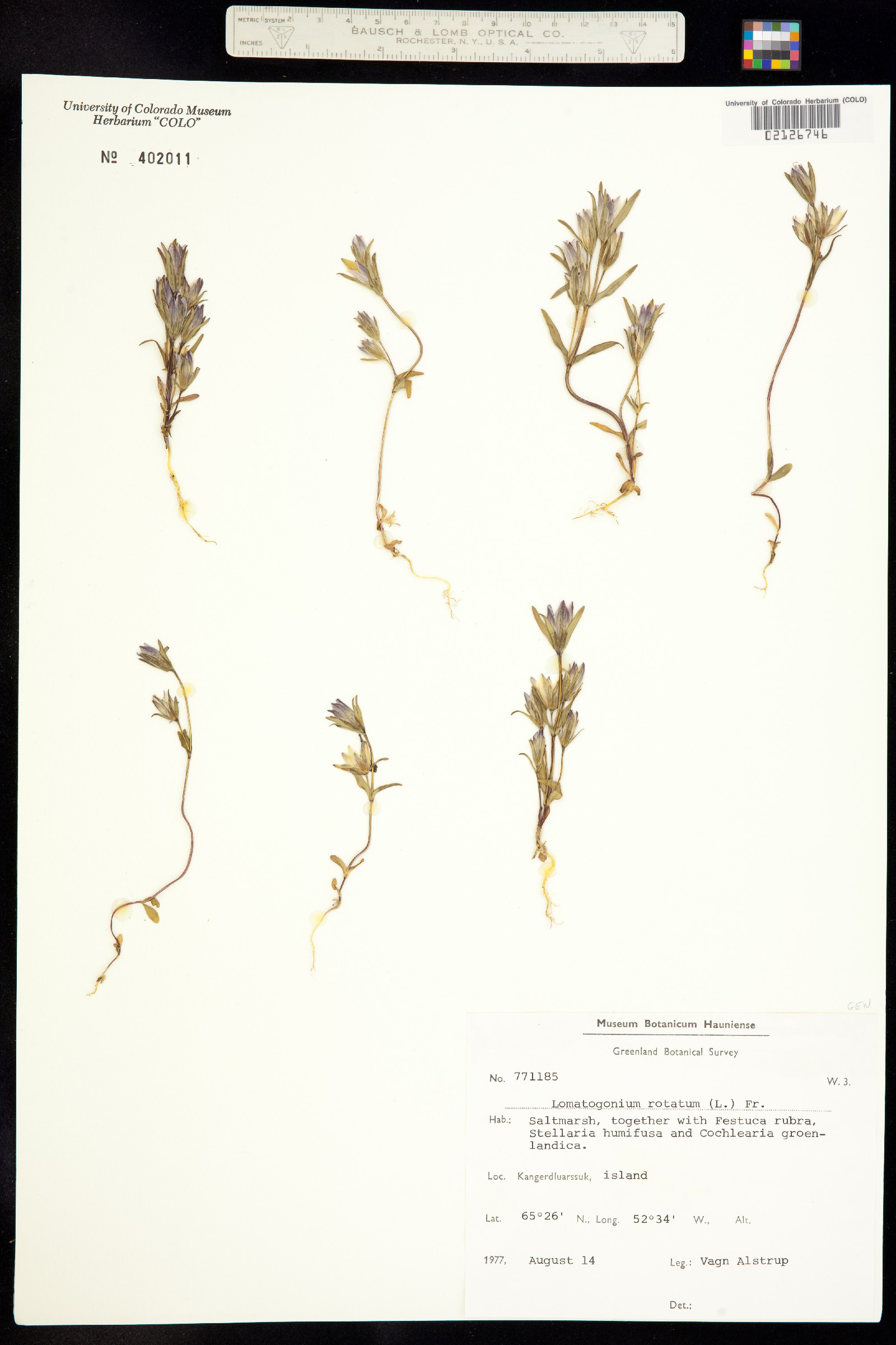 Lomatogonium rotatum image