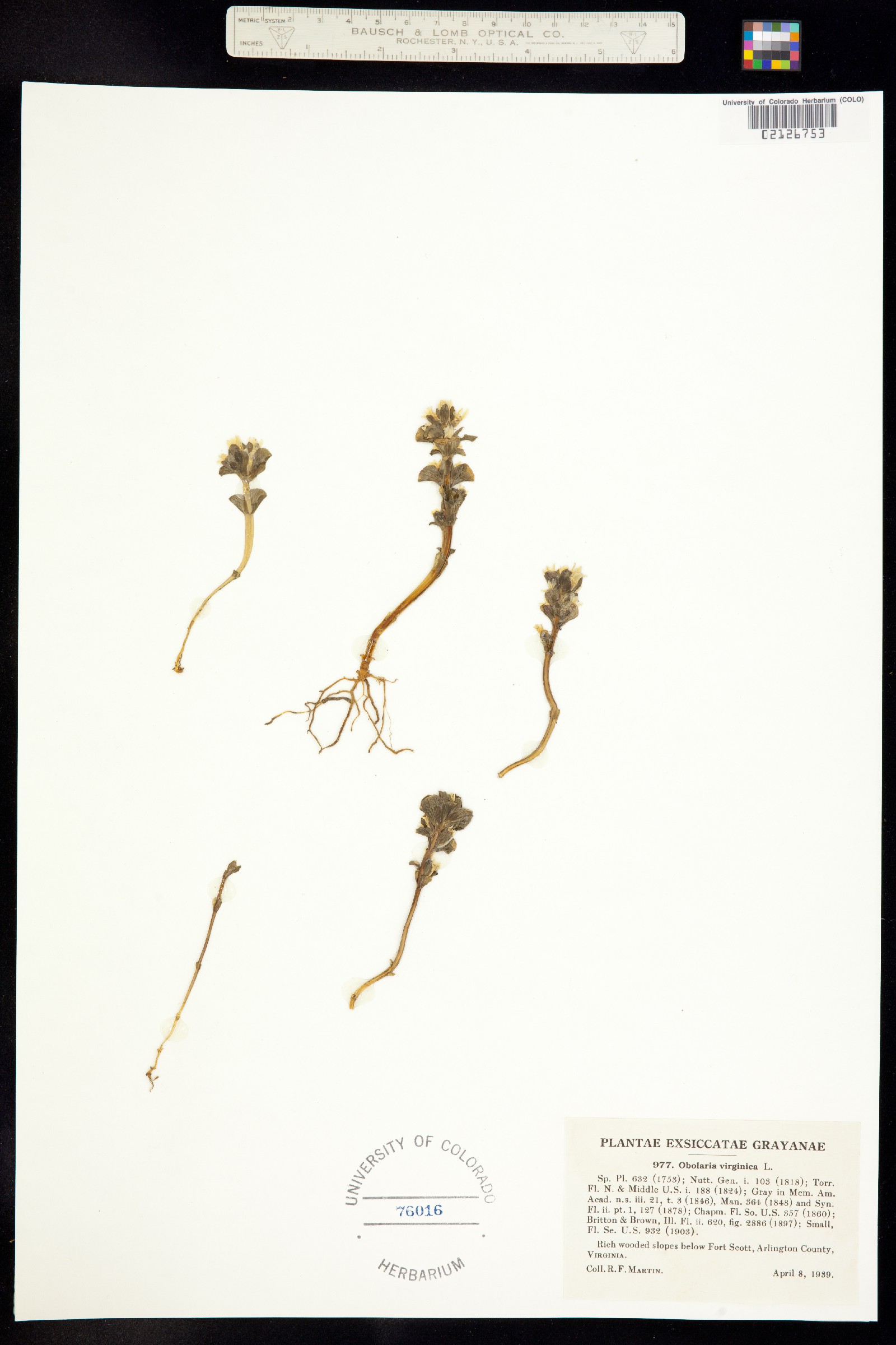 Obolaria image