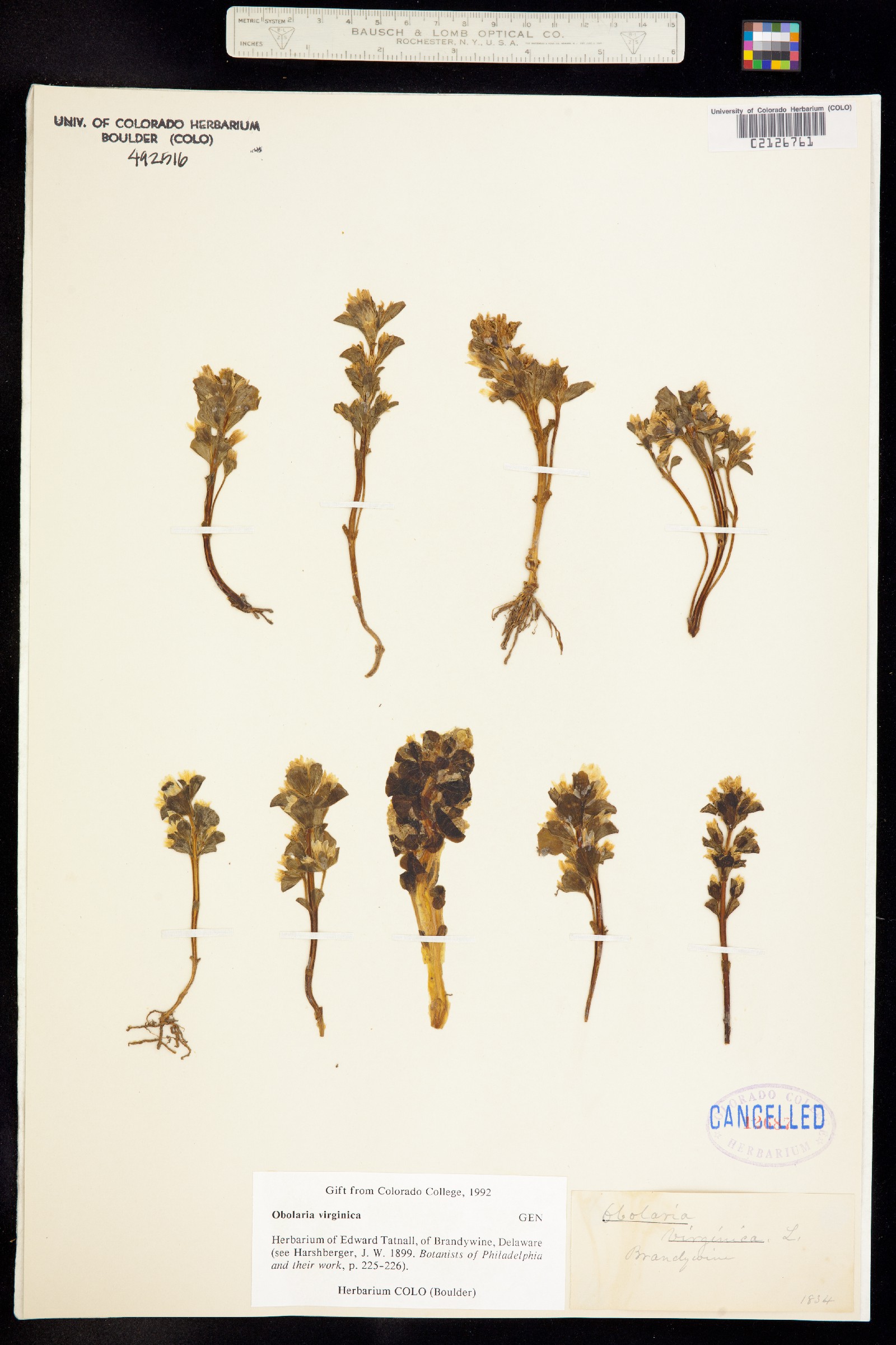 Obolaria virginica image