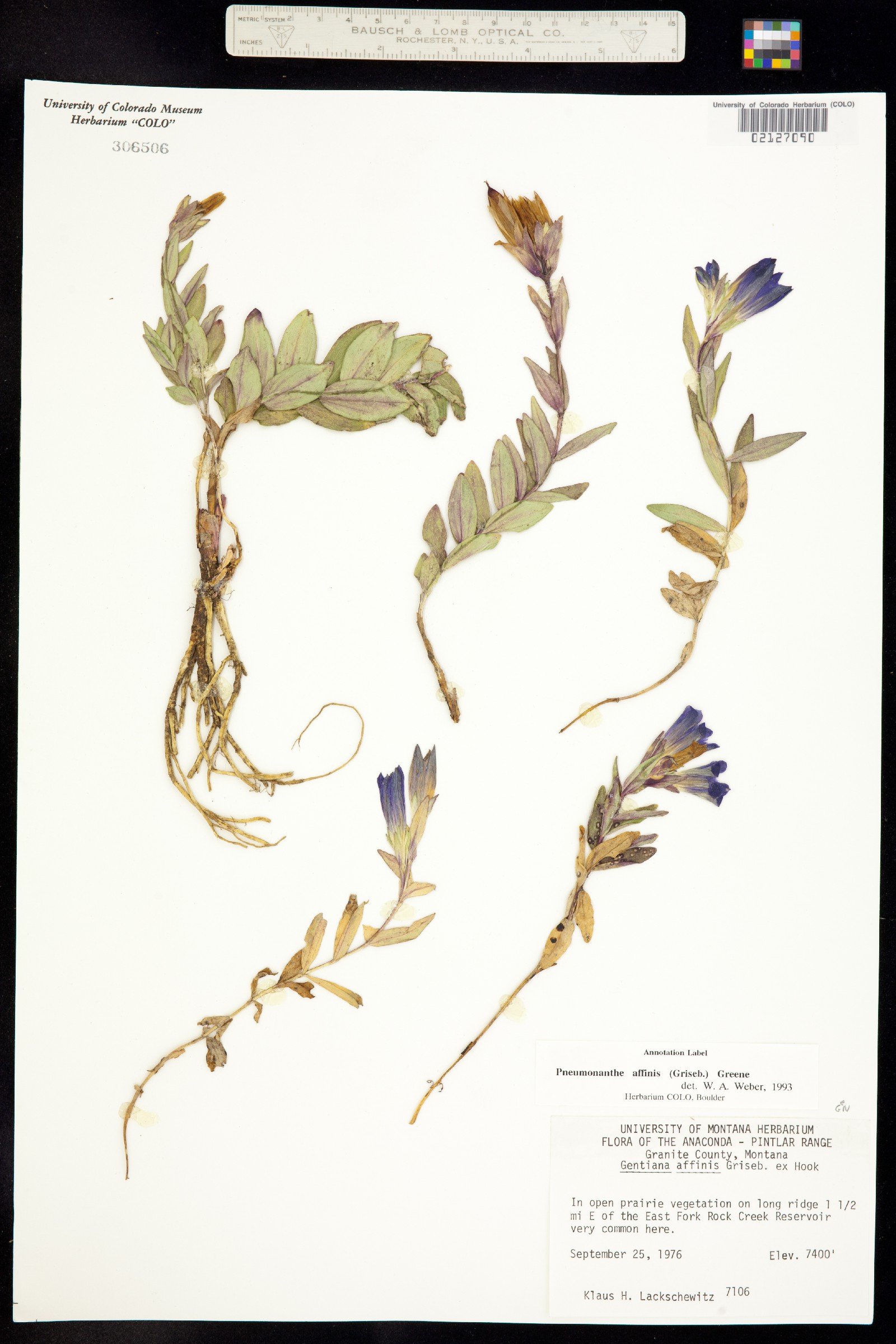 Gentianaceae image