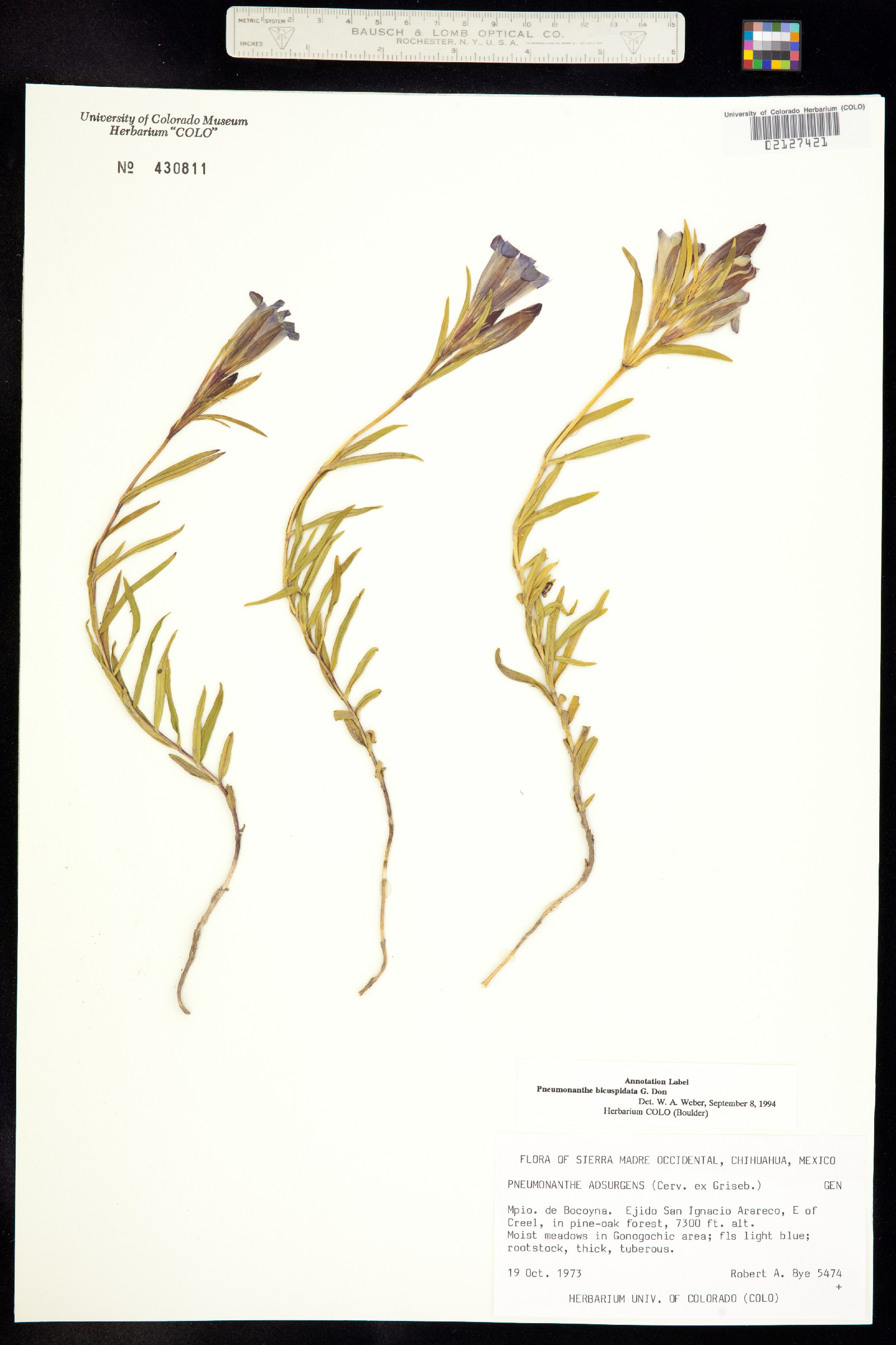 Gentiana bicuspidata image
