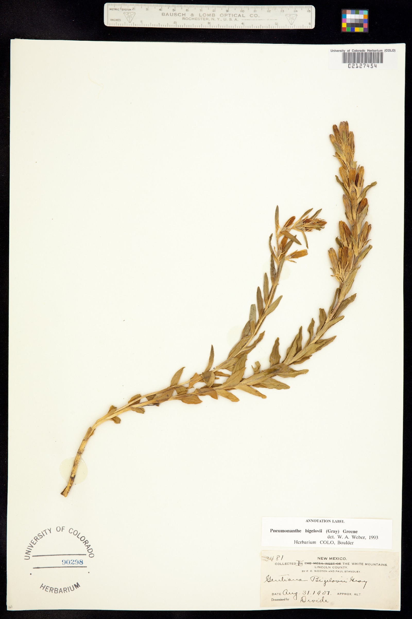 Gentiana affinis image