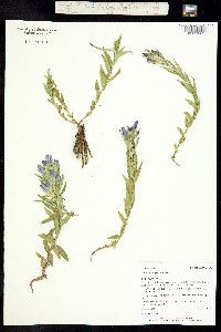 Gentiana affinis image