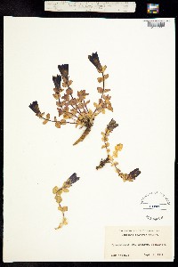 Pneumonanthe calycosa image