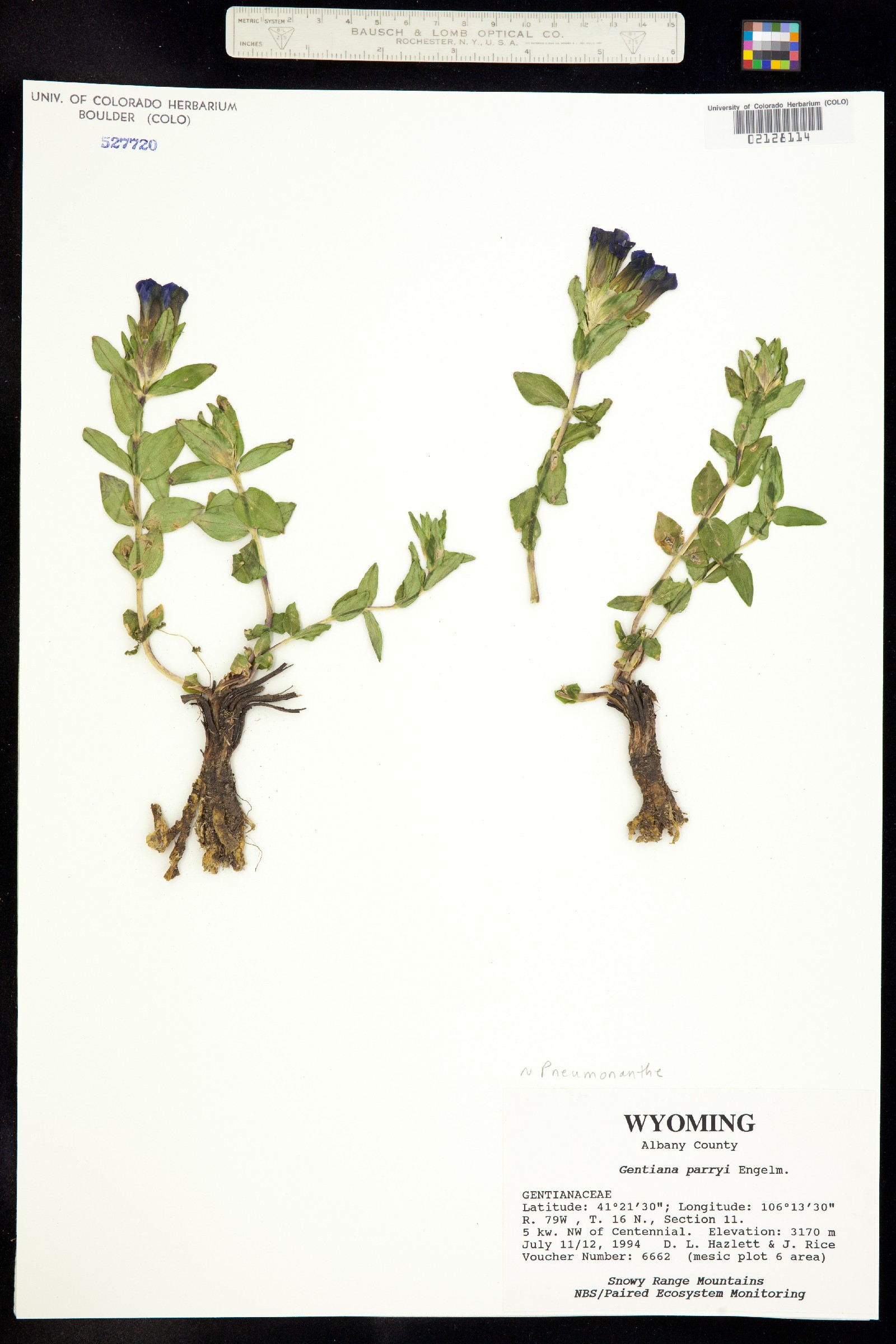 Gentiana parryi image