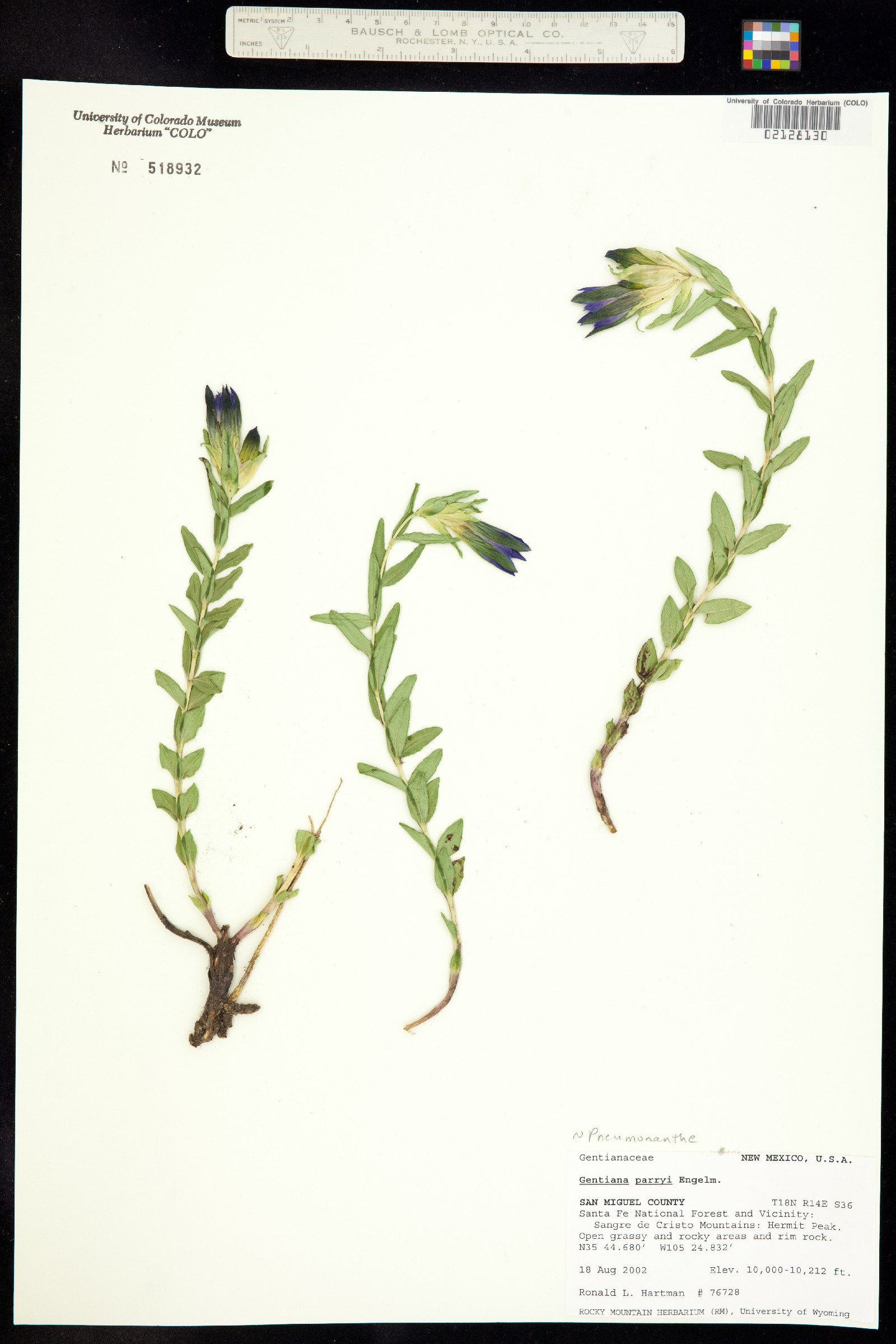 Gentiana parryi image